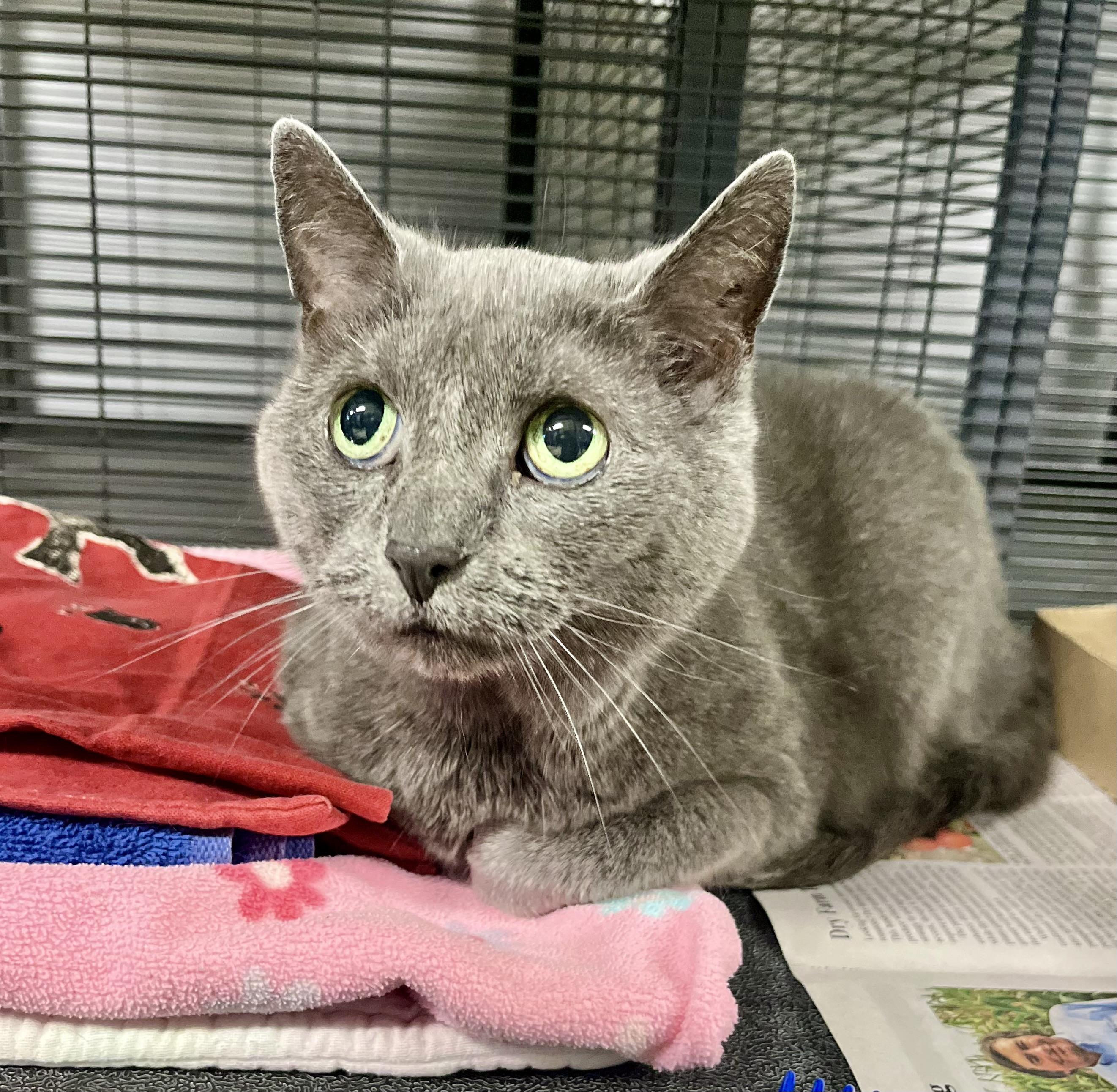 Enlarge Pokey, an adopted Domestic Short Hair in Seville, OH image 1/1