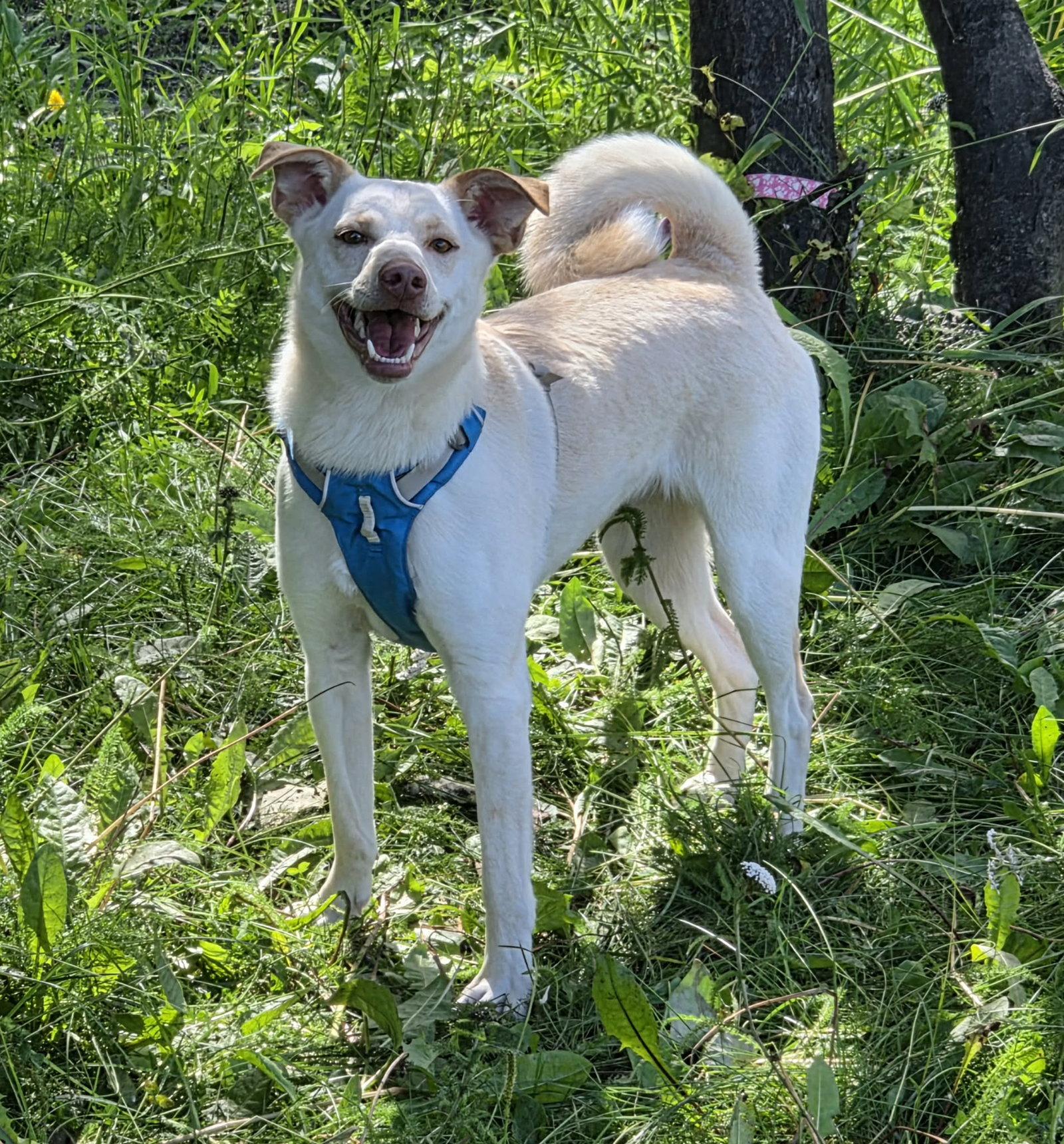 Willow, Adoptable, Adult Female Shiba Inu.