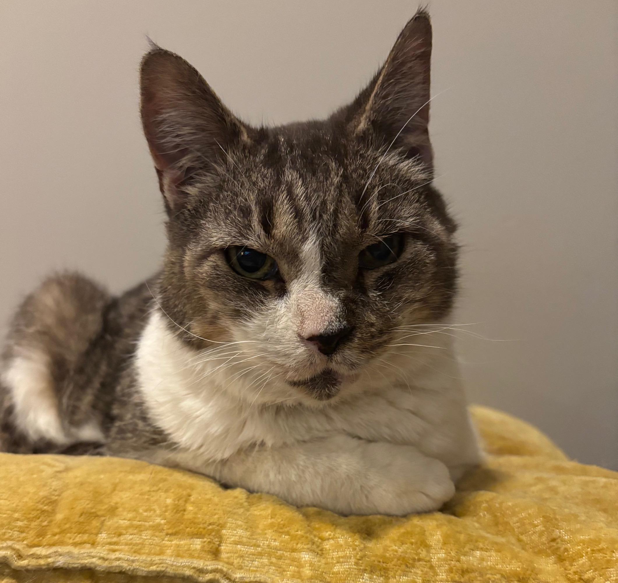 Ripley, ADOPTABLE, Adult Female Domestic Short Hair.