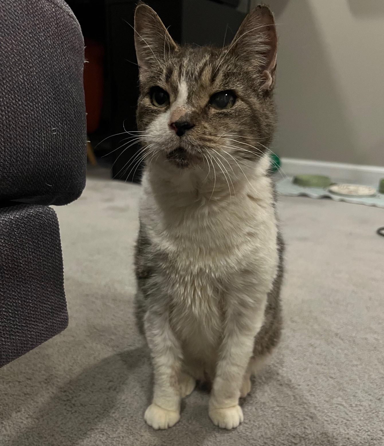 Enlarge Ripley, a ADOPTABLE Domestic Short Hair in Washington Grove, MD image 2/3