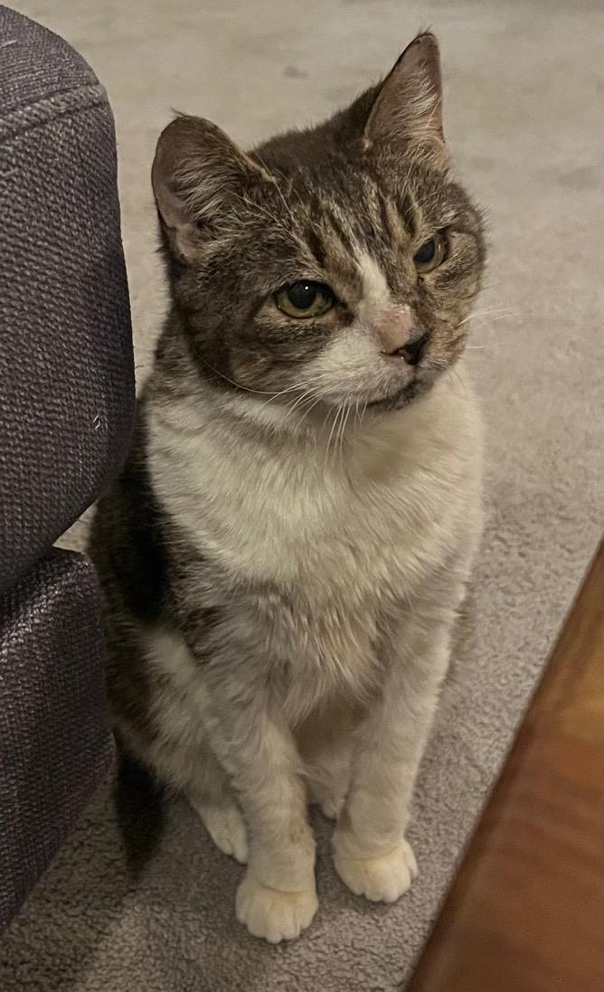 Enlarge Ripley, a ADOPTABLE Domestic Short Hair in Washington Grove, MD image 3/3