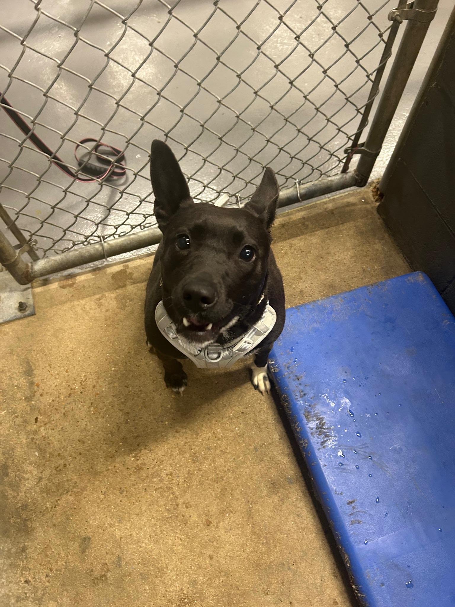 Enlarge June #545, a ADOPTABLE mixed breed in Prichard, AL image 1/1