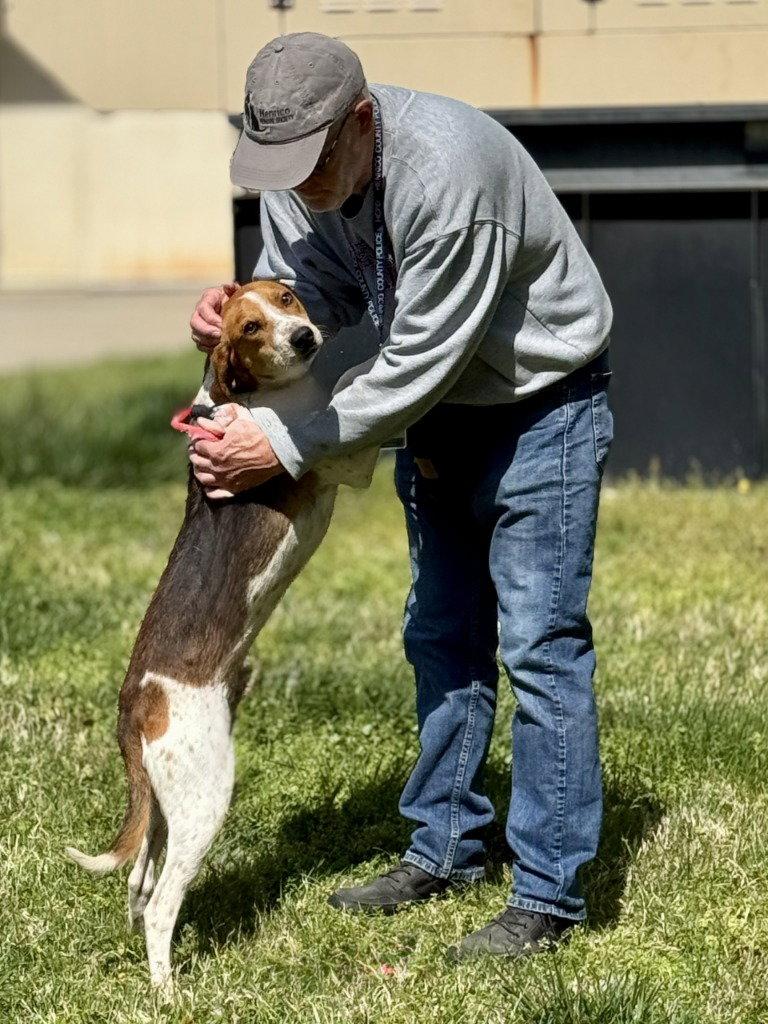 DA 8 Hunter, Adoptable, Adult Male Hound.