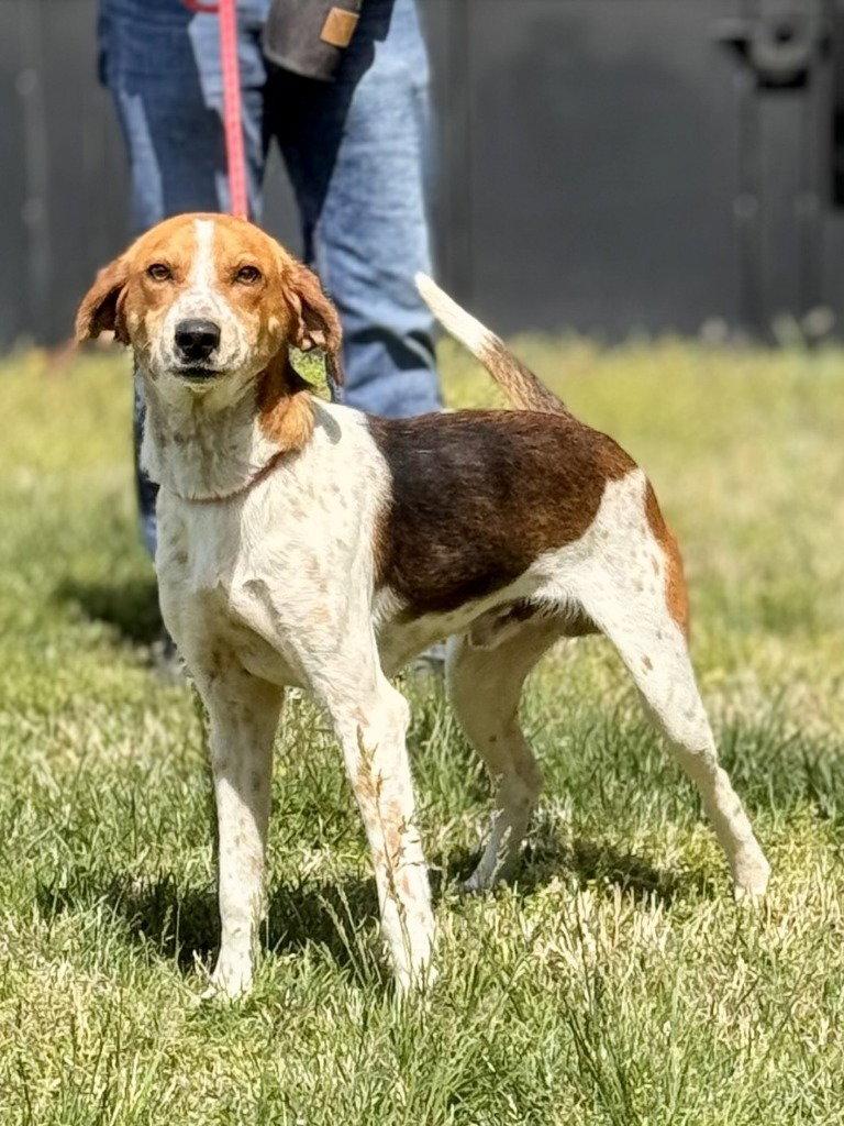 Enlarge DA 8 Hunter, a Adoptable Hound in Glen Allen, VA image 3/3
