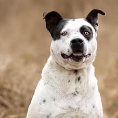 Dana — thumbnail 2