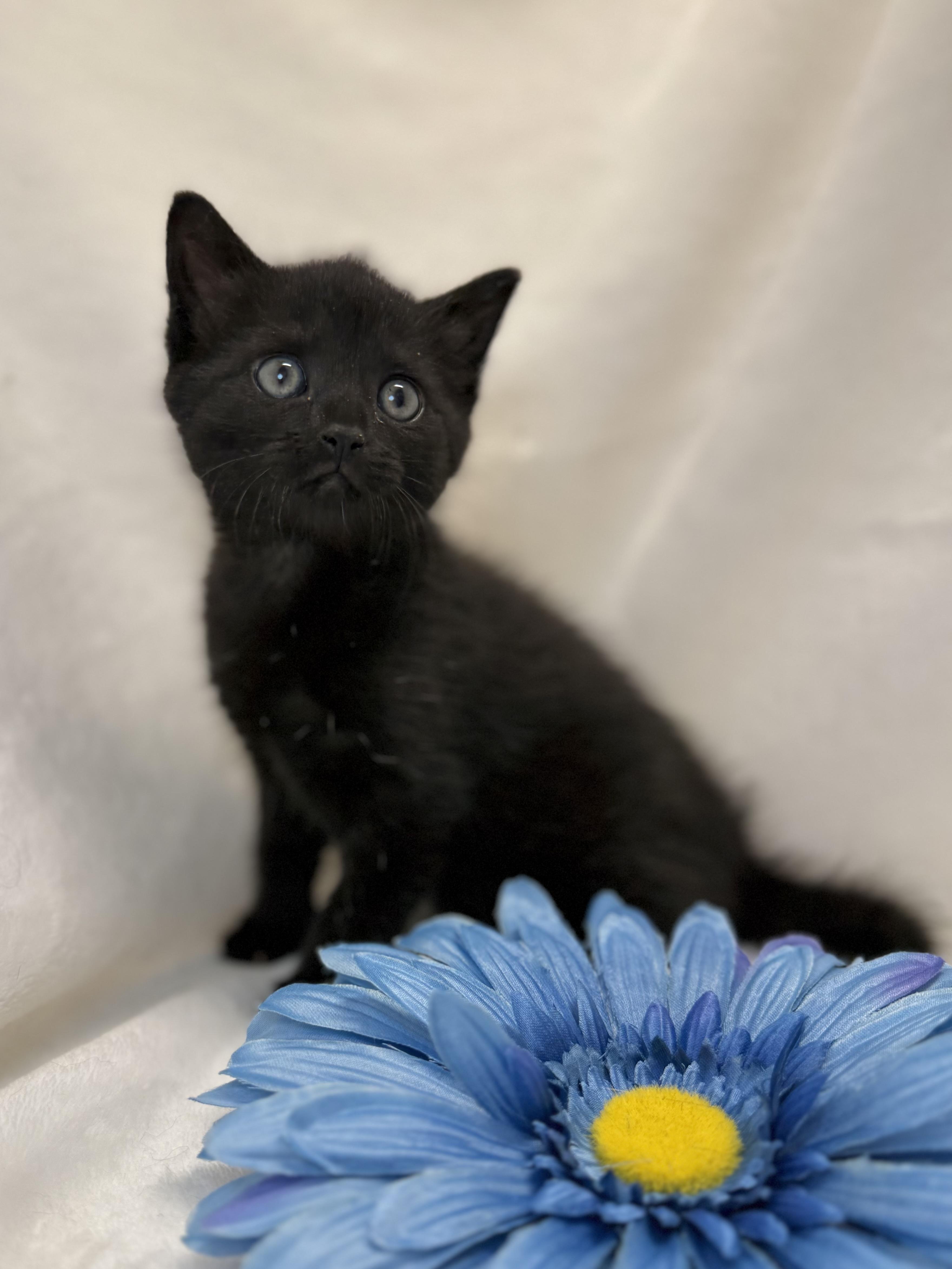 Enlarge Bronwen, an adopted Domestic Short Hair in Greensboro, NC image 1/2