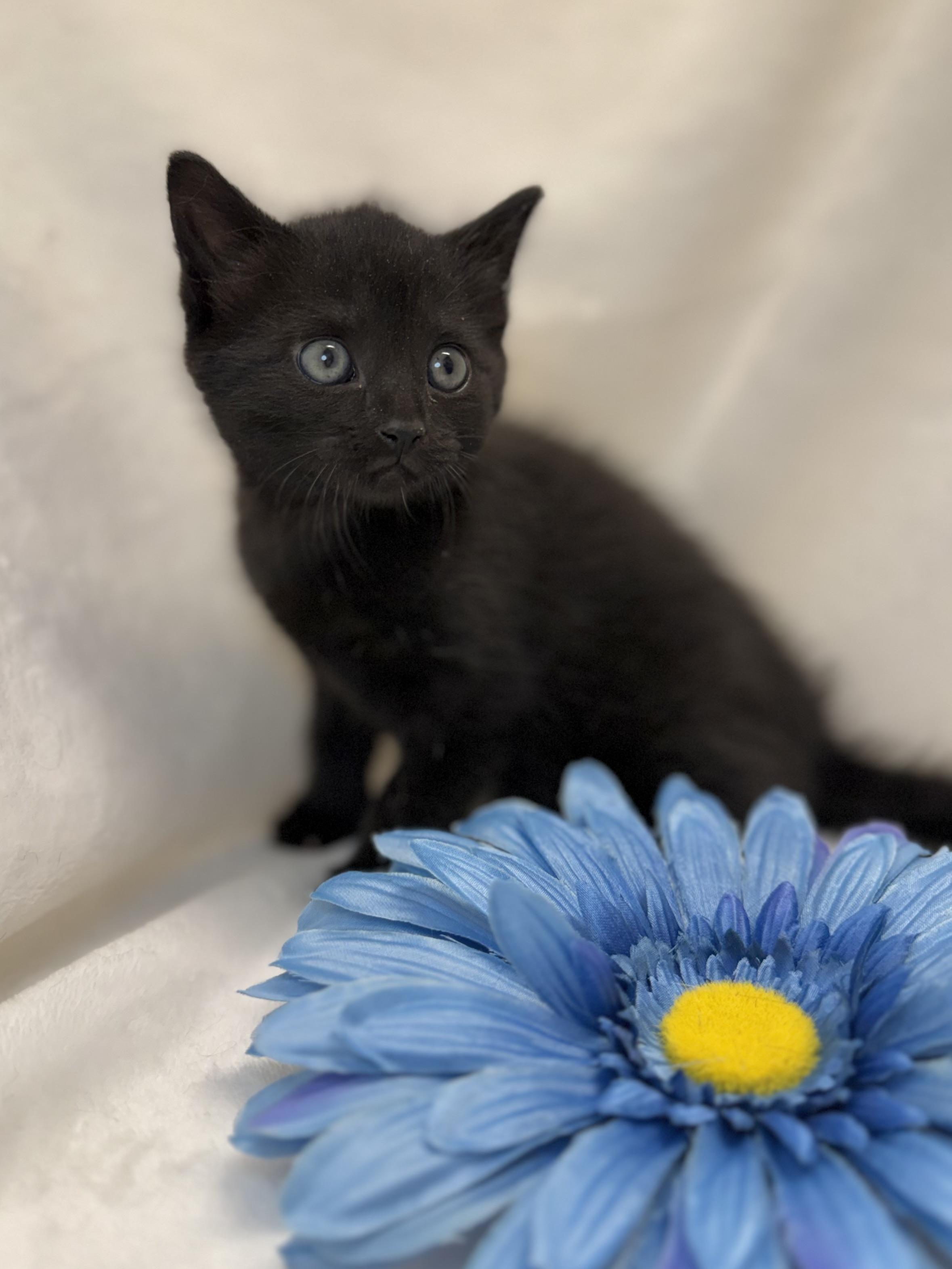 Enlarge Bronwen, an adopted Domestic Short Hair in Greensboro, NC image 2/2