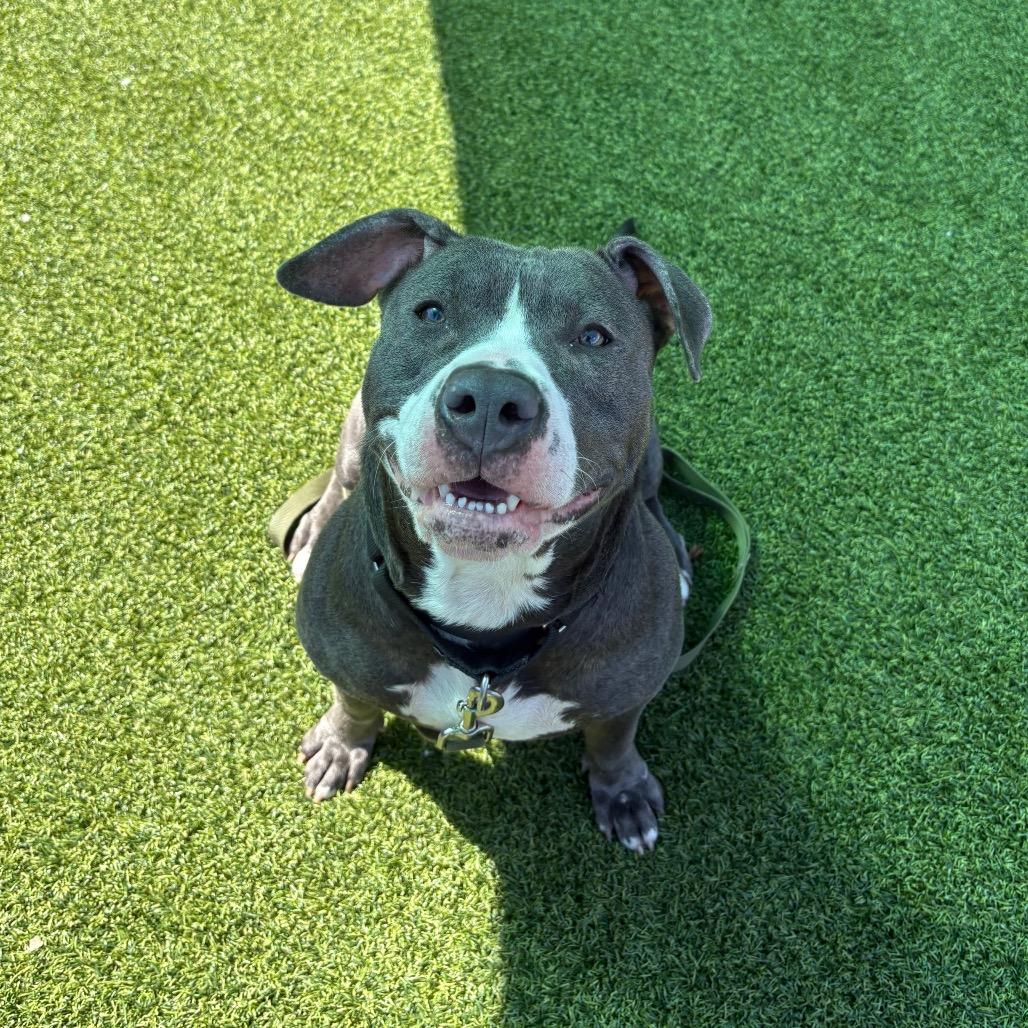 Enlarge Novella, a Adoptable Mixed Breed in Pittsburgh, PA image 1/6