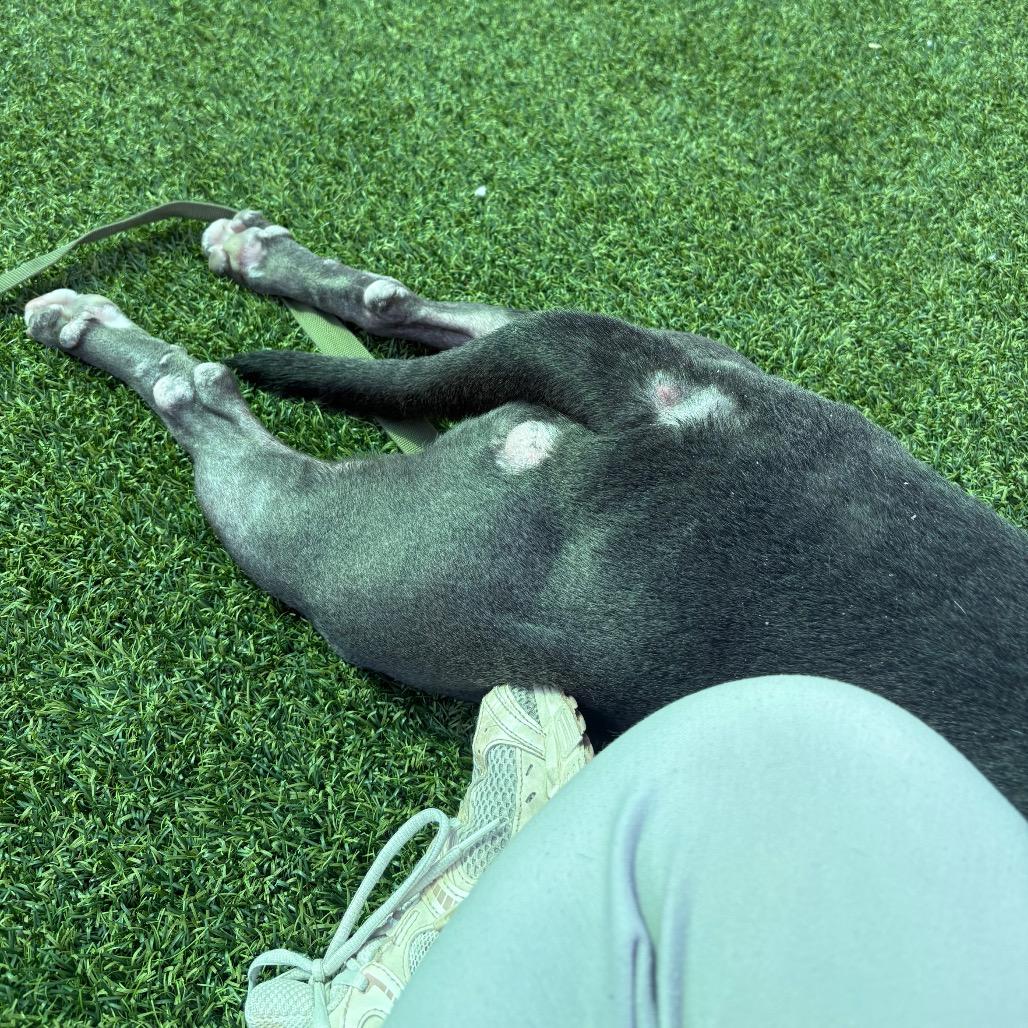 Enlarge Novella, a Adoptable Mixed Breed in Pittsburgh, PA image 2/6