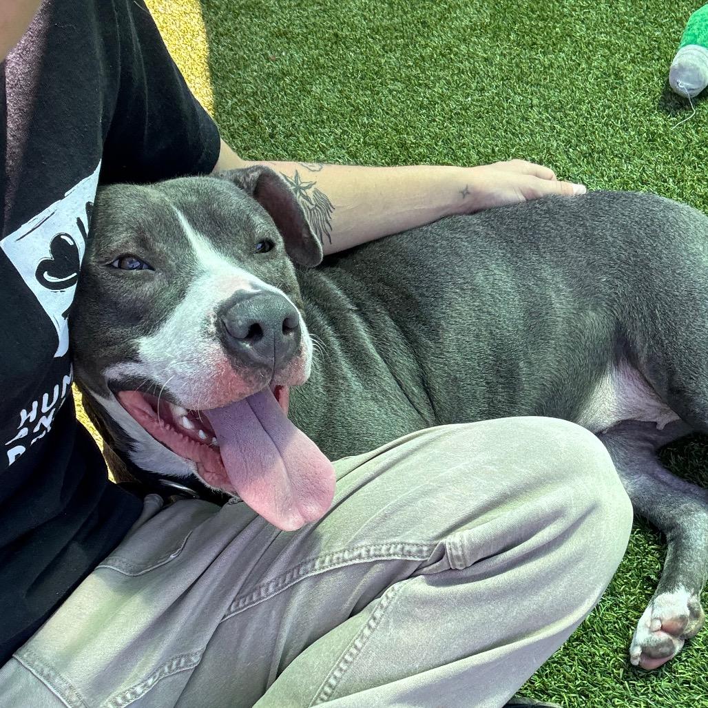 Enlarge Novella, a Adoptable Mixed Breed in Pittsburgh, PA image 3/6