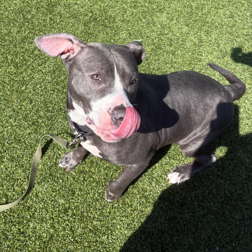 Enlarge Novella, a Adoptable Mixed Breed in Pittsburgh, PA image 4/6