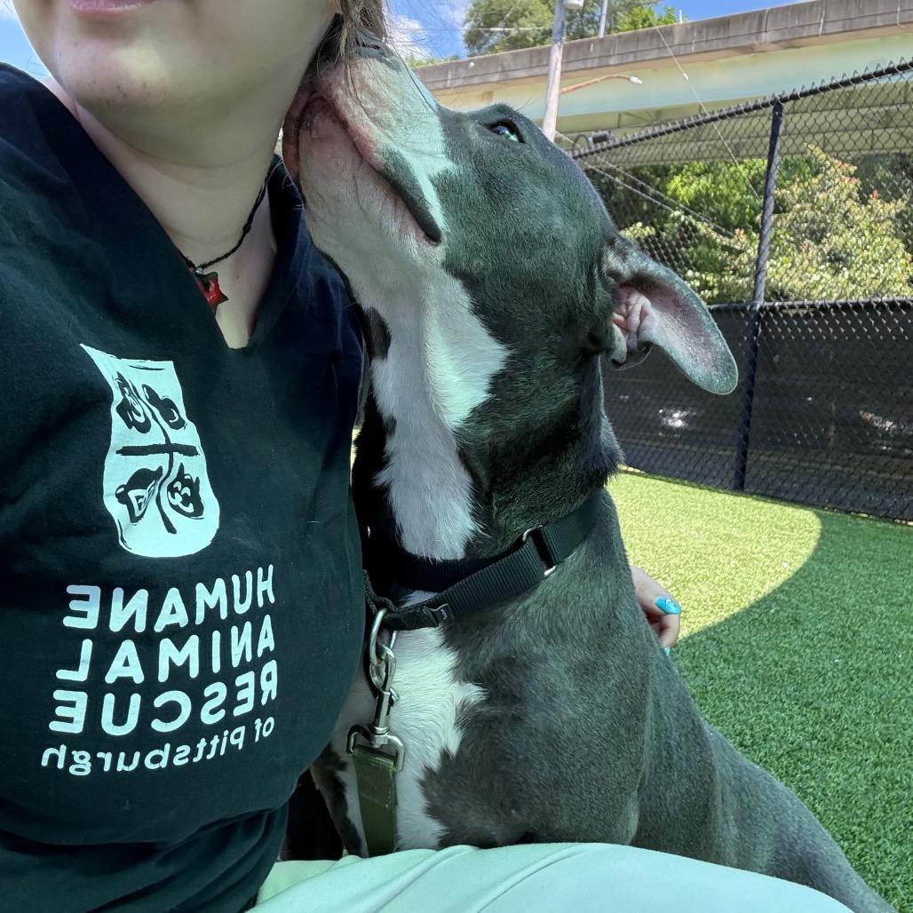 Enlarge Novella, a Adoptable Mixed Breed in Pittsburgh, PA image 5/6