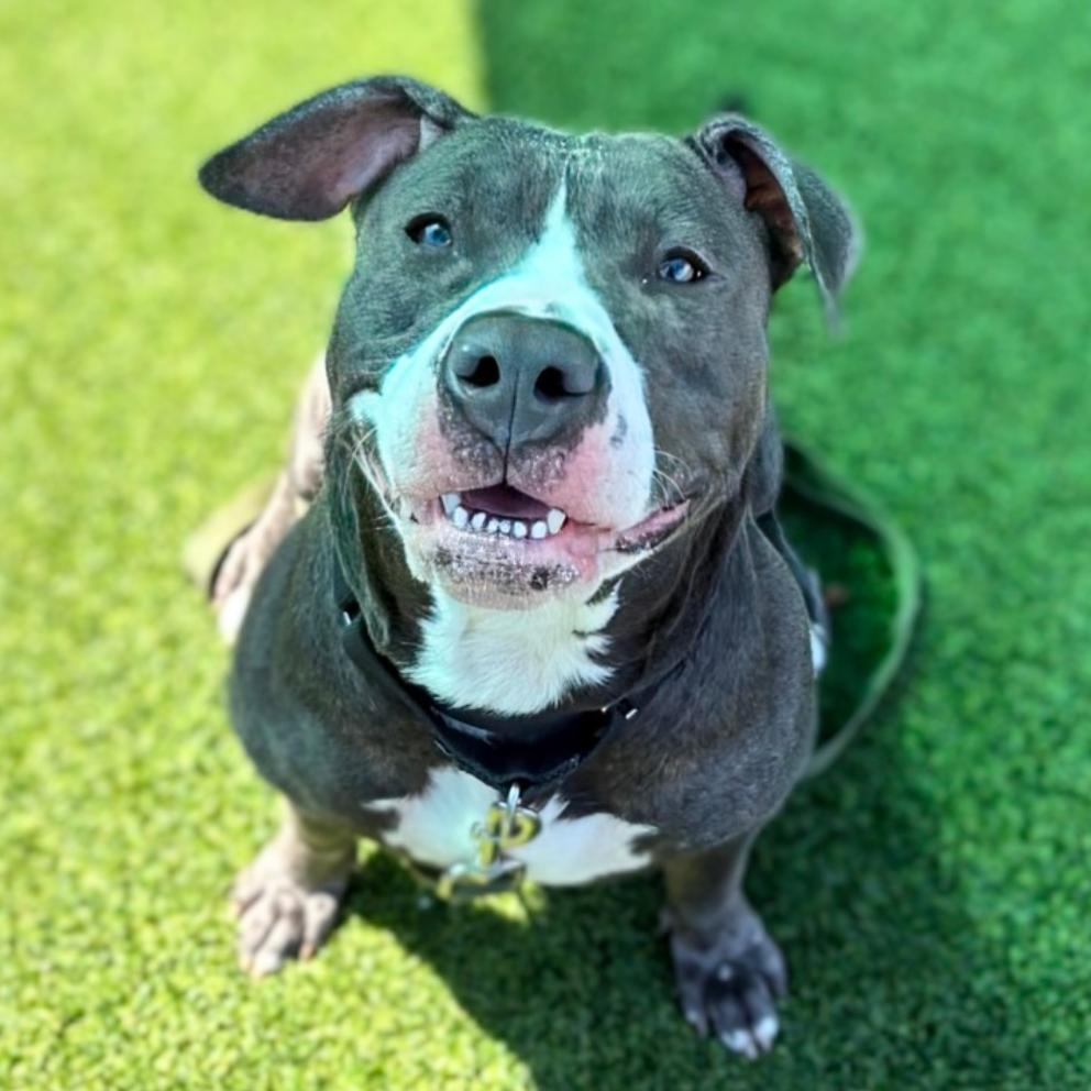 Enlarge Novella, a Adoptable Mixed Breed in Pittsburgh, PA image 6/6