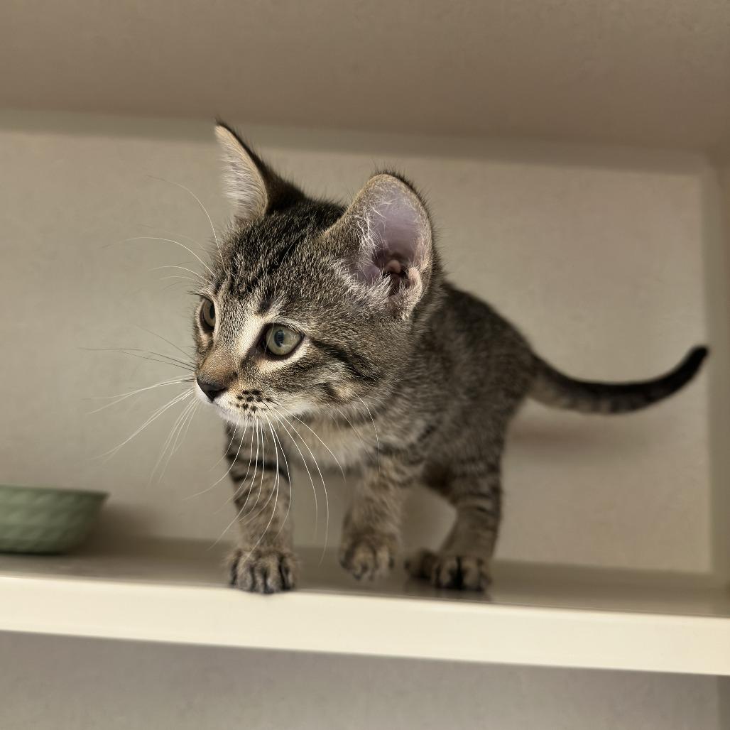 Zoey, Adoptable, Kitten Female Domestic Short Hair.