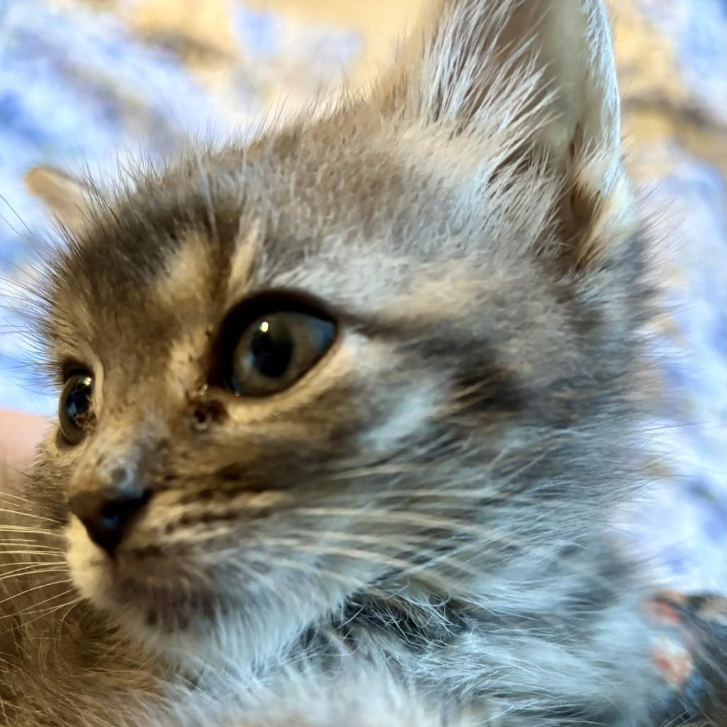 Coconut Mall, Adoptable, Kitten Male Domestic Short Hair.