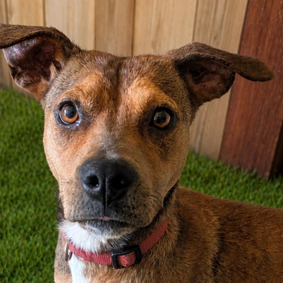 Lily, Adoptable, Young Female Beagle & Mixed Breed.