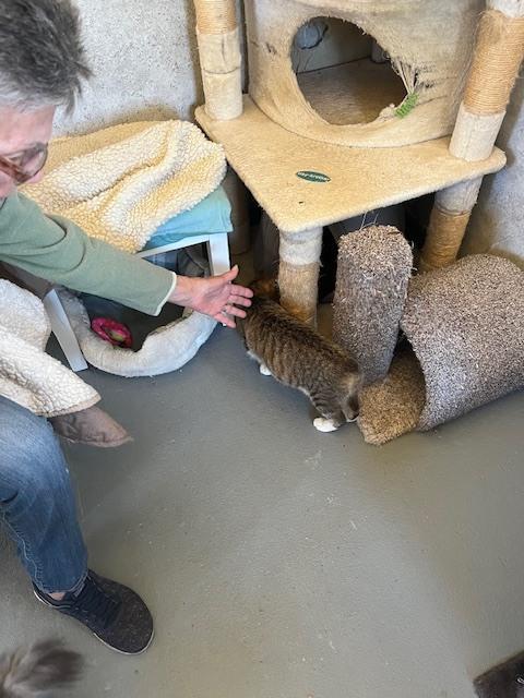 Enlarge Bobbitail, a Adoptable Domestic Short Hair in Crescent City, FL image 1/6