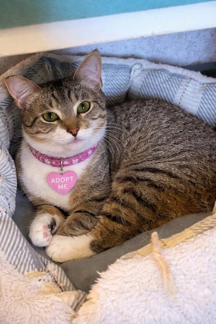 Enlarge Bobbitail, a Adoptable Domestic Short Hair in Crescent City, FL image 5/6