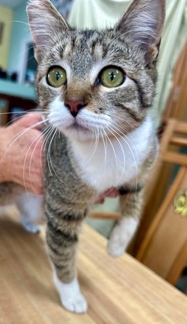 Enlarge Bobbitail, a Adoptable Domestic Short Hair in Crescent City, FL image 6/6
