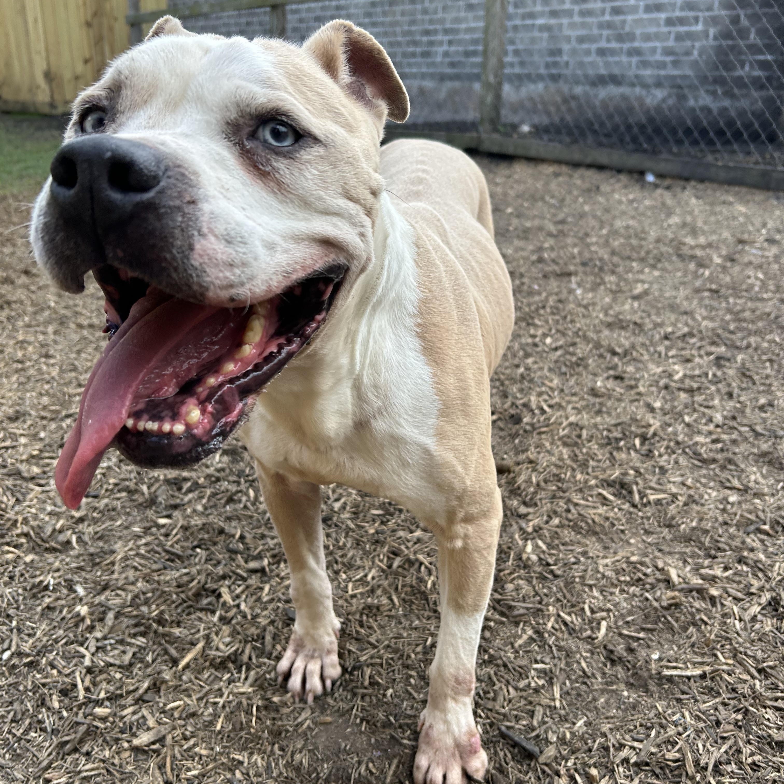 Hobbes, a Adoptable mixed breed in Allentown, PA image 1/6