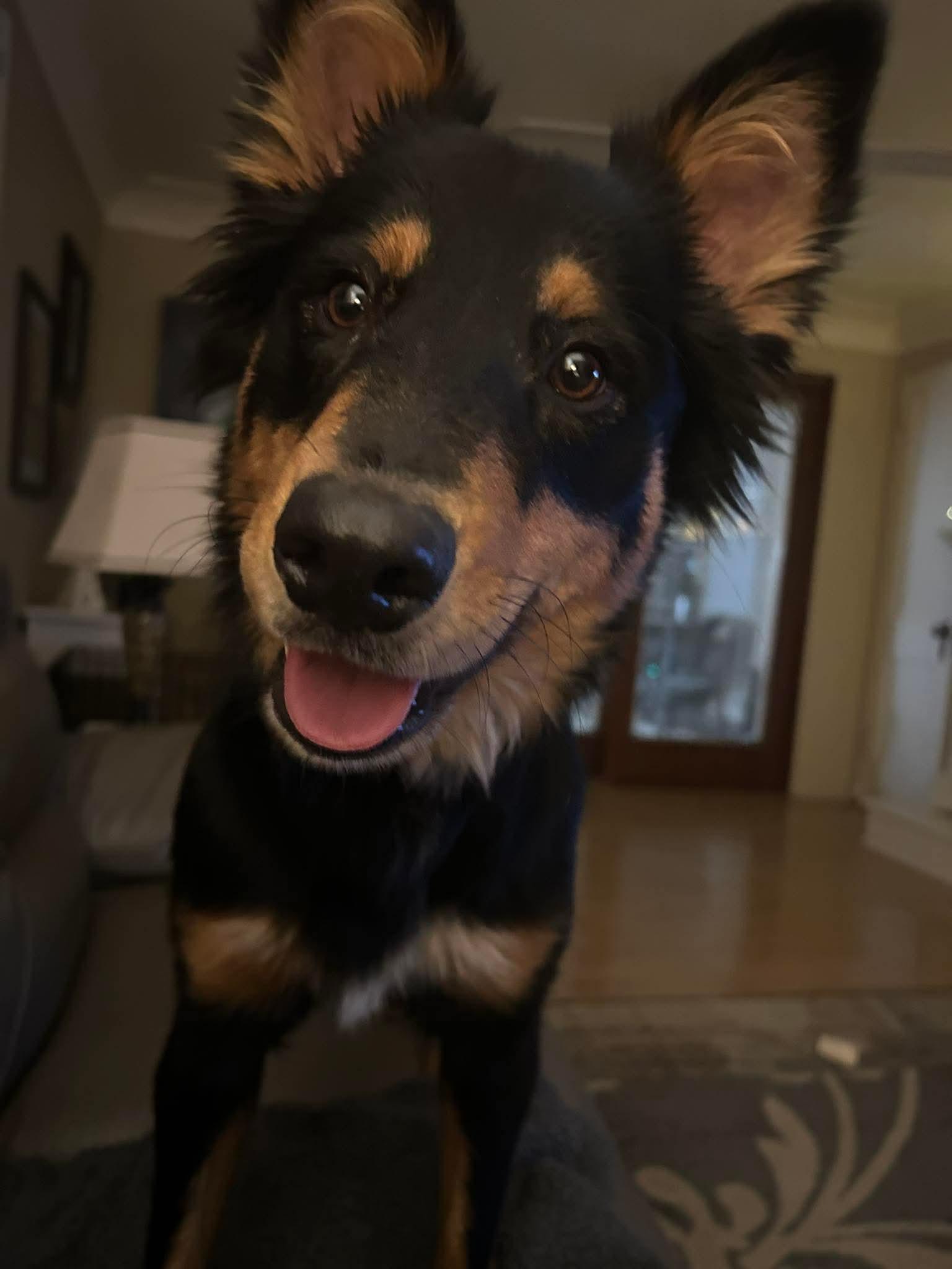 Bear Bear, ADOPTABLE, Puppy Male Australian Kelpie.