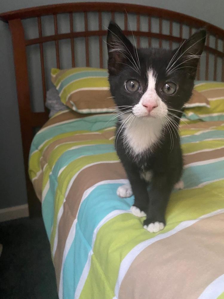 Oliver & Co.: Dodger, a Adoptable mixed breed in Warren, CT image 5/6