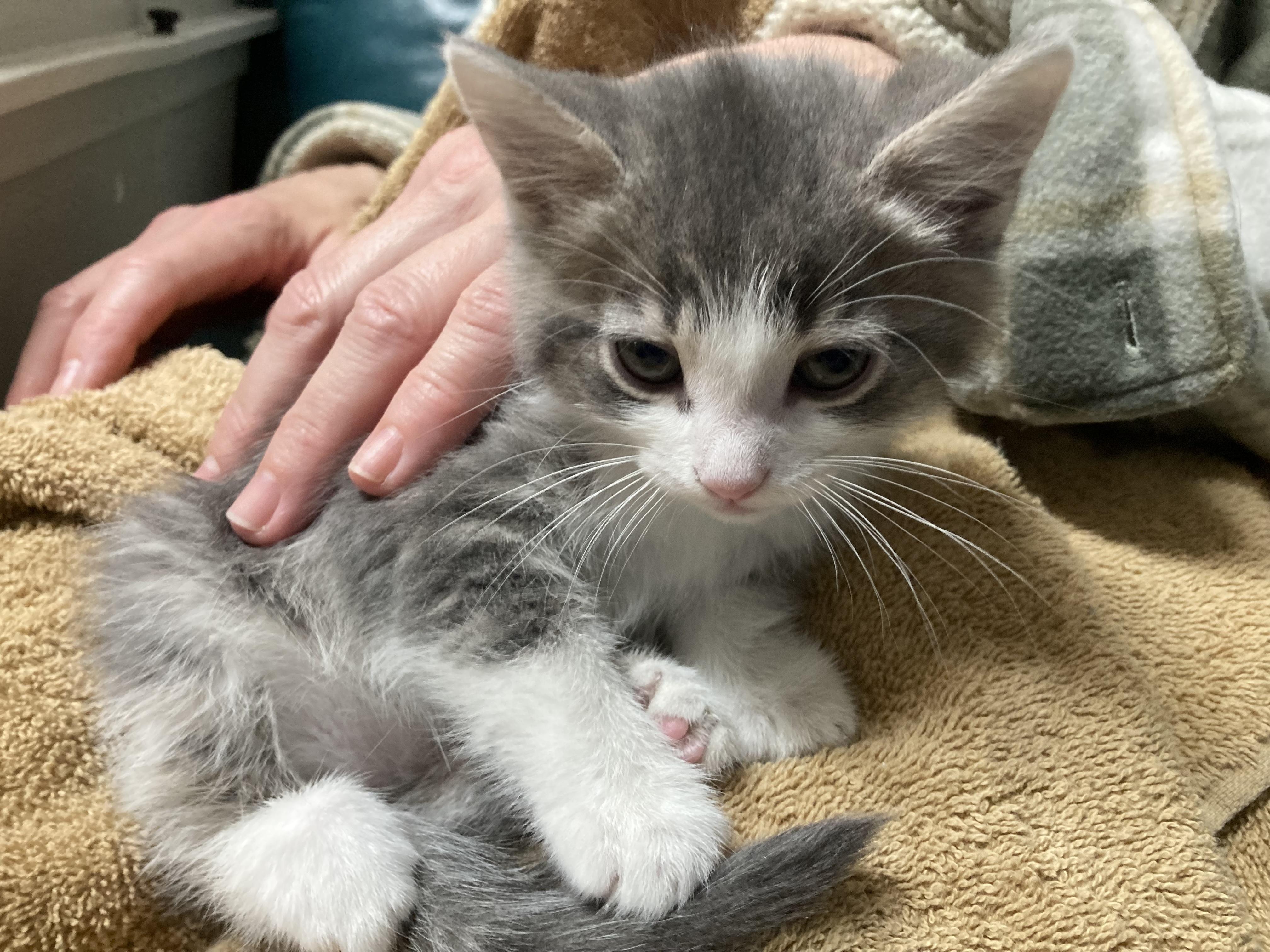 Turnip - ADOPTION PENDING!, an adopted Domestic Medium Hair in Cincinnati, OH image 3/3