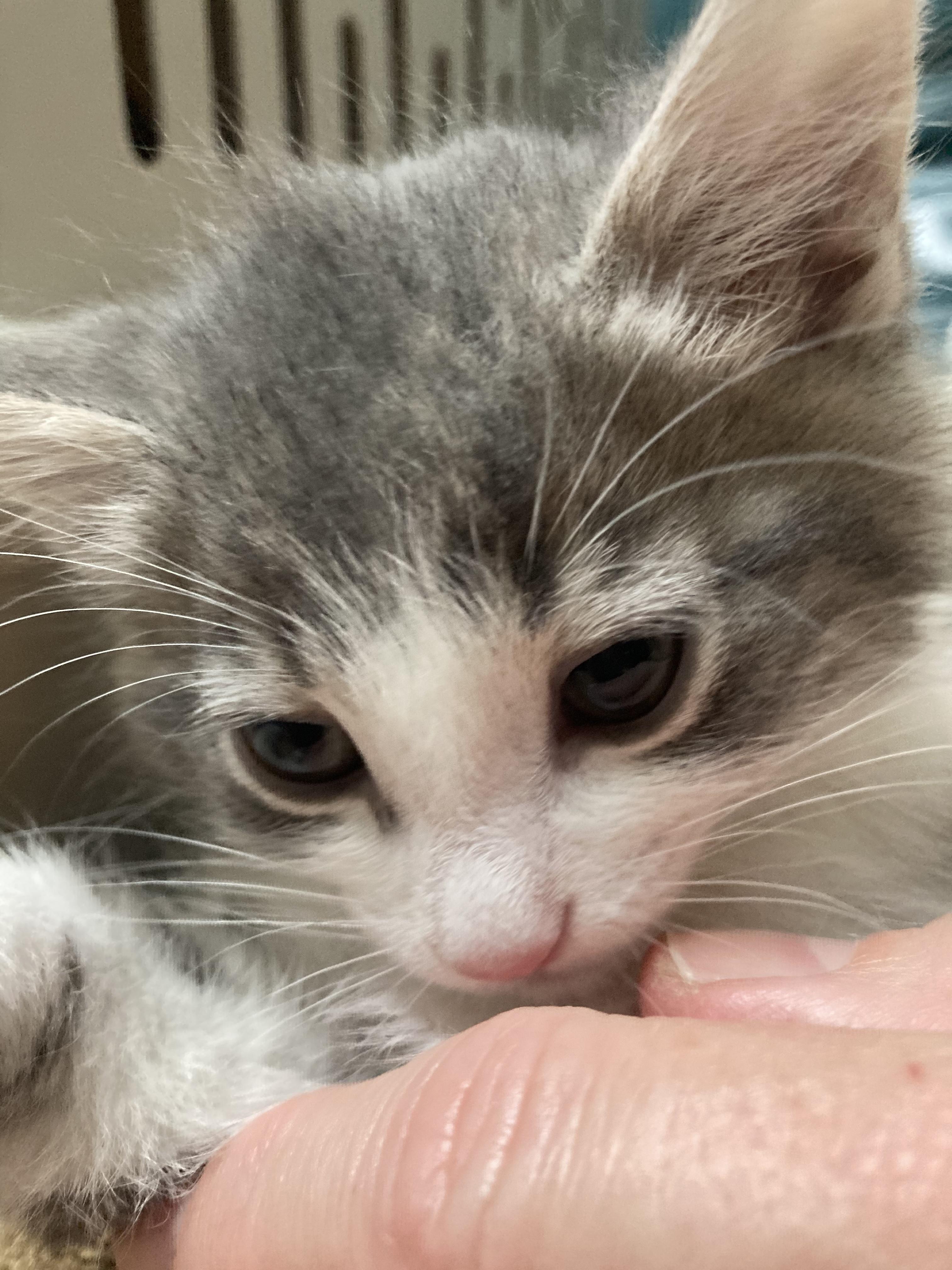 Turnip - ADOPTION PENDING!, adopted, Kitten Male Domestic Medium Hair.