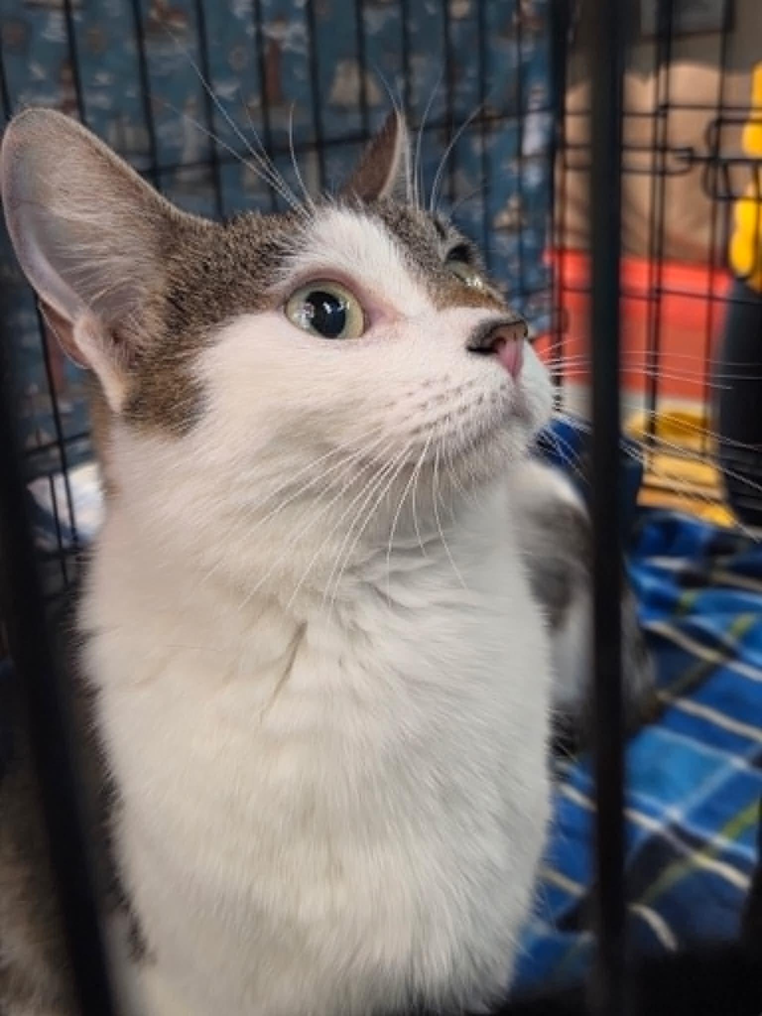 Enlarge Alice, a ADOPTABLE Tabby in Tehachapi, CA image 3/3