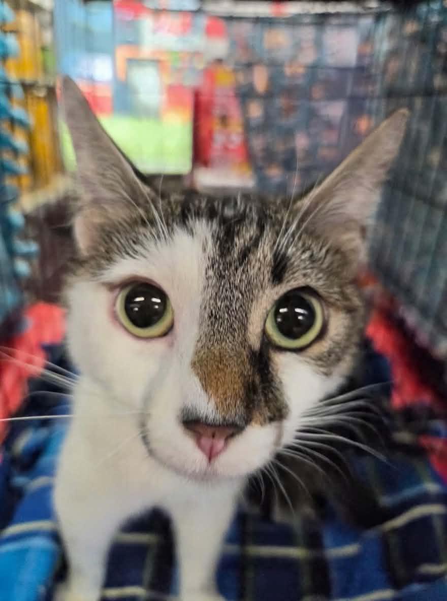 Enlarge Alice, a ADOPTABLE Tabby in Tehachapi, CA image 2/3