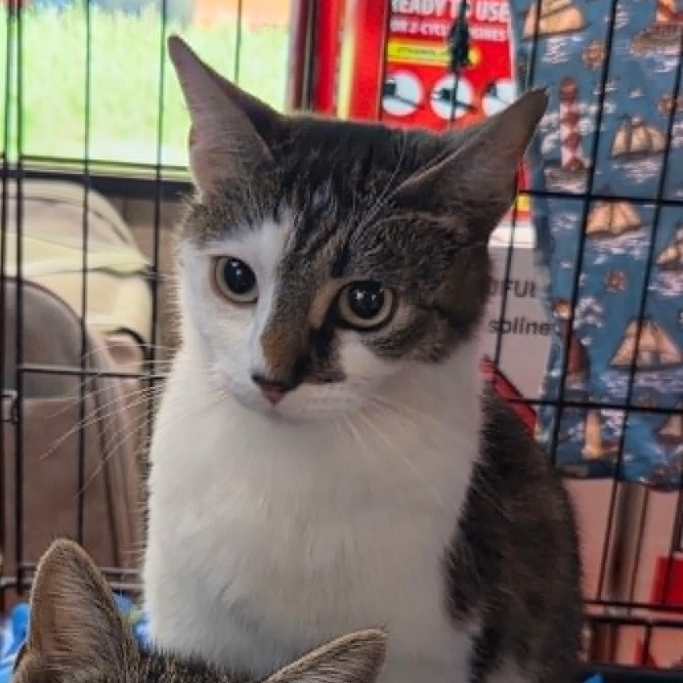 Alice, ADOPTABLE, Young Female Tabby.