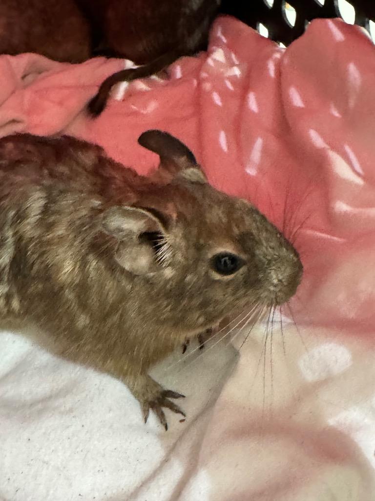 Enlarge Trello, a Adoptable Degu in Indianapolis, IN image 2/2