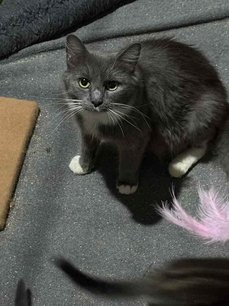 Clover, Adoptable, Adult Female Domestic Long Hair.