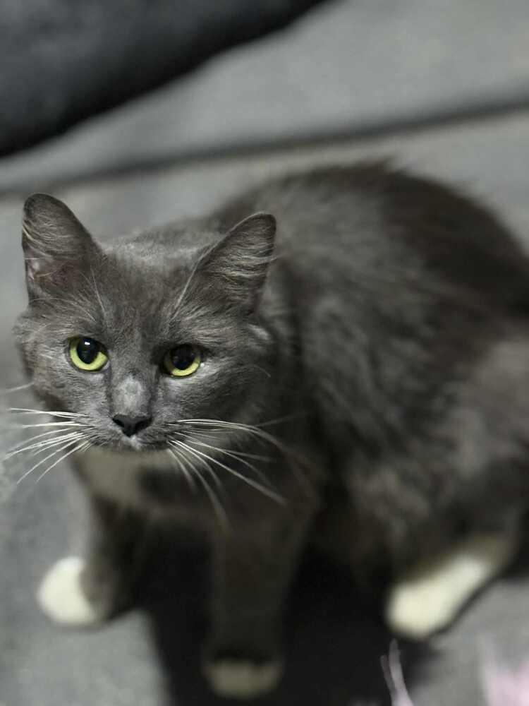 Clover, a Adoptable Domestic Long Hair in Salisbury, NC image 2/2