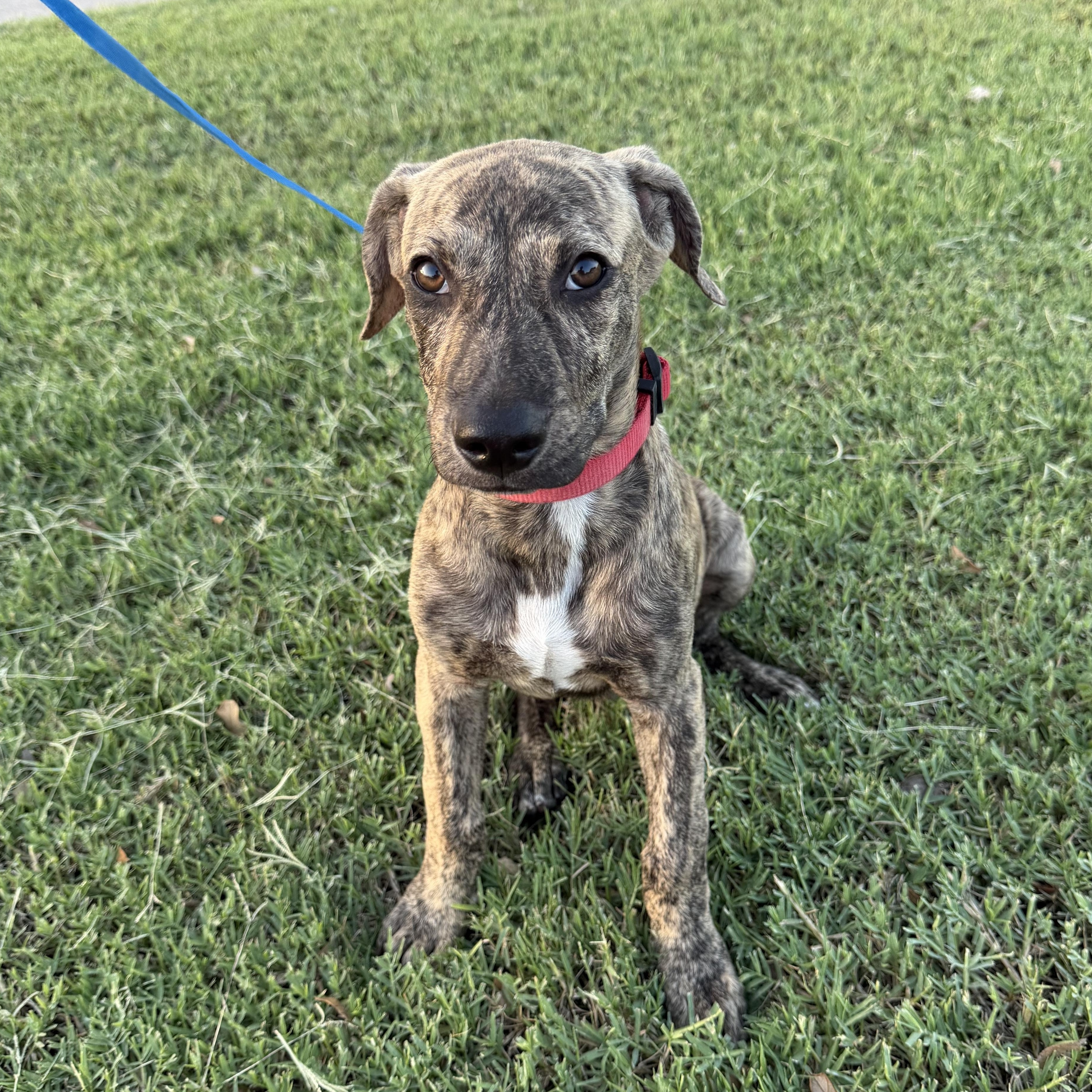 Enlarge Tiger, a Adoptable mixed breed in Richmond, VA image 2/6