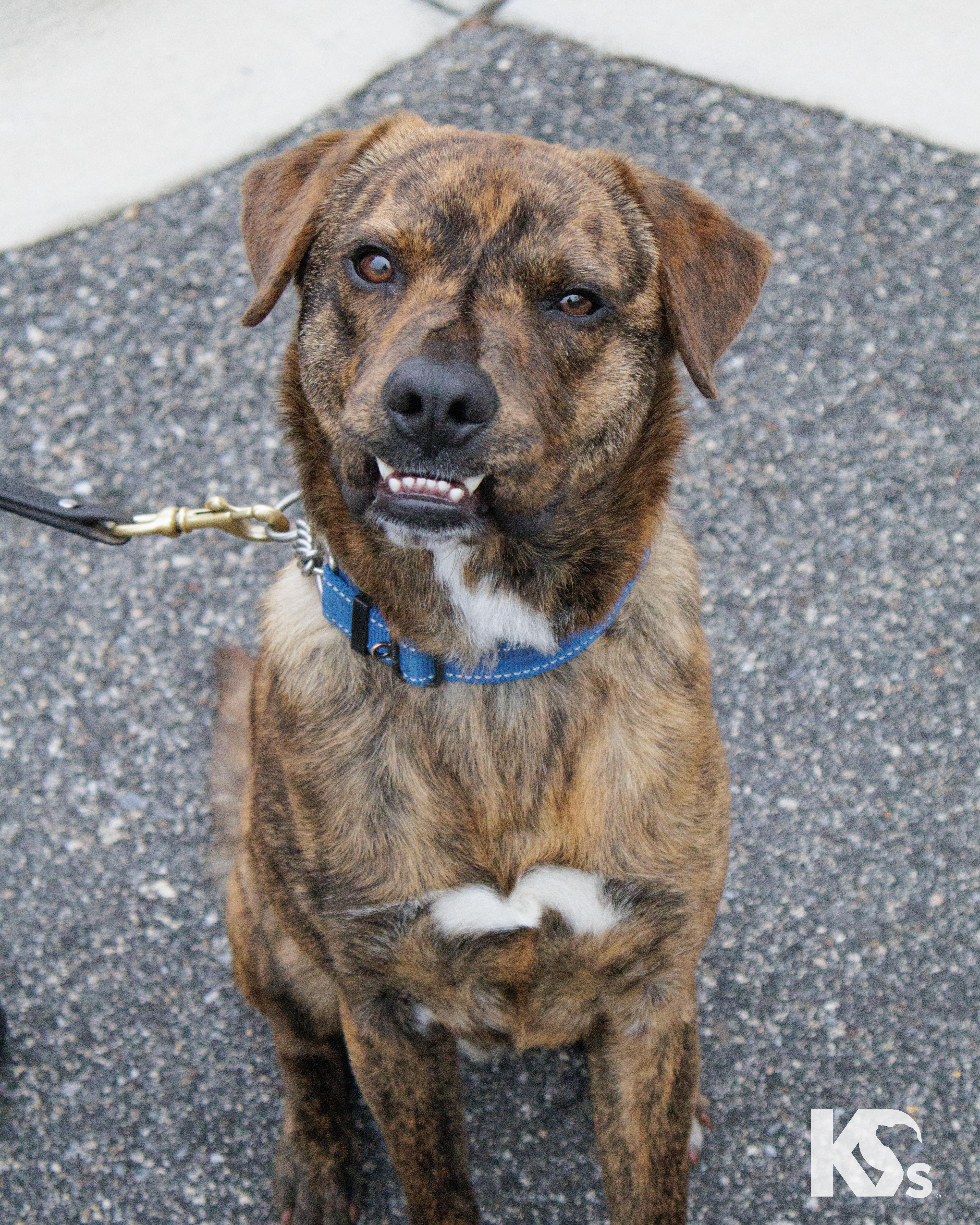 Enlarge Fig, a Adoptable mixed breed in Ponte Vedra, FL image 1/6
