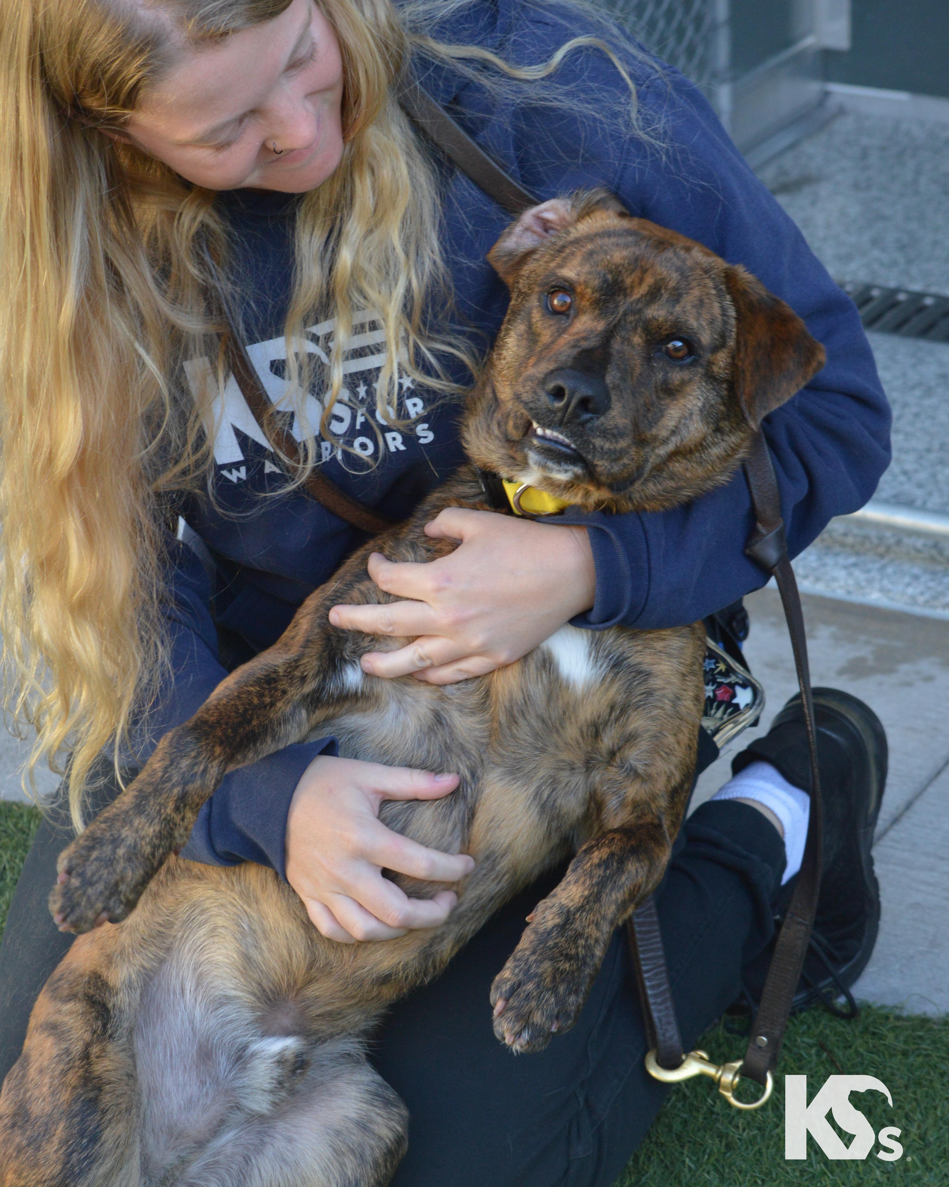 Enlarge Fig, a Adoptable mixed breed in Ponte Vedra, FL image 2/6