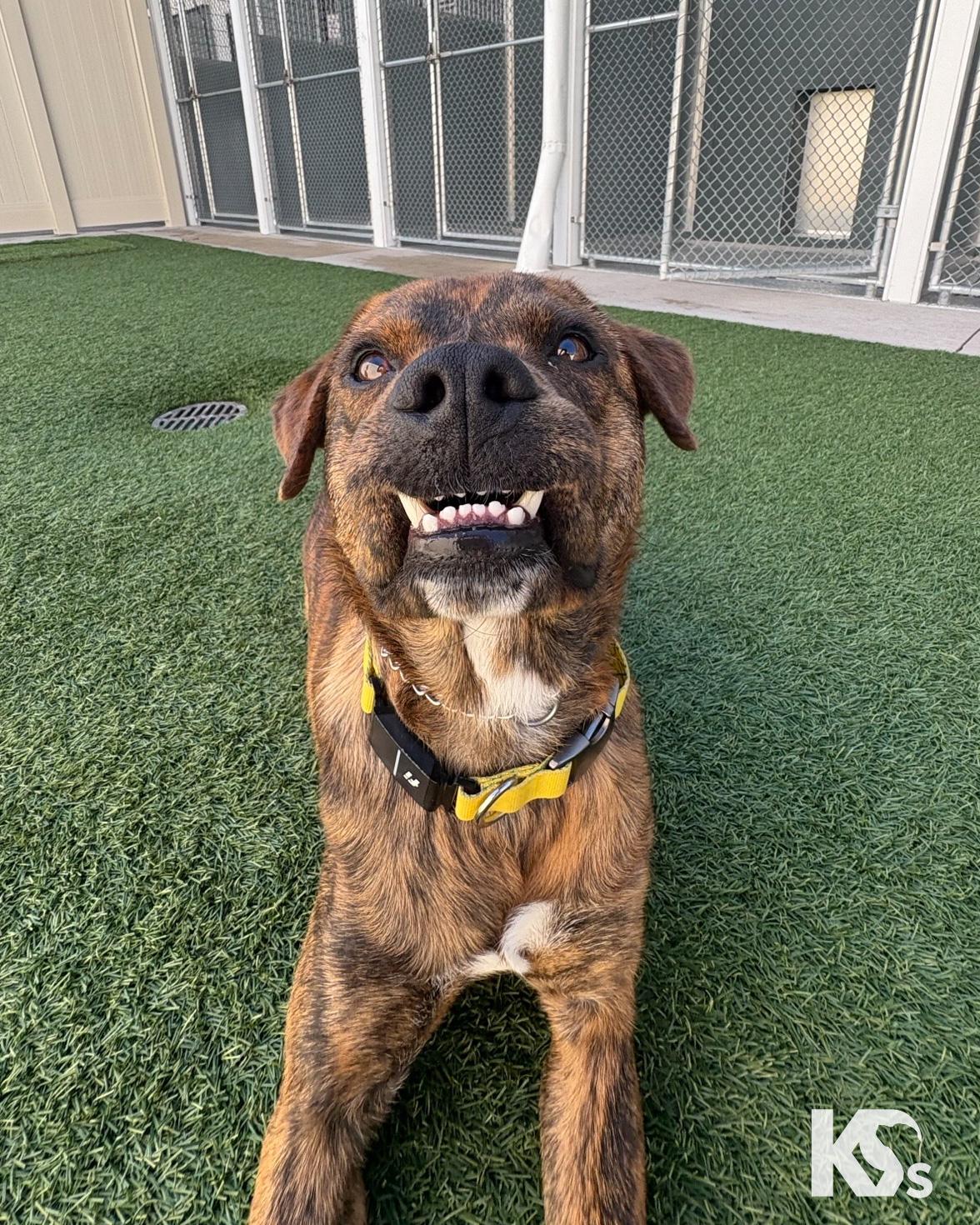 Enlarge Fig, a Adoptable mixed breed in Ponte Vedra, FL image 4/6