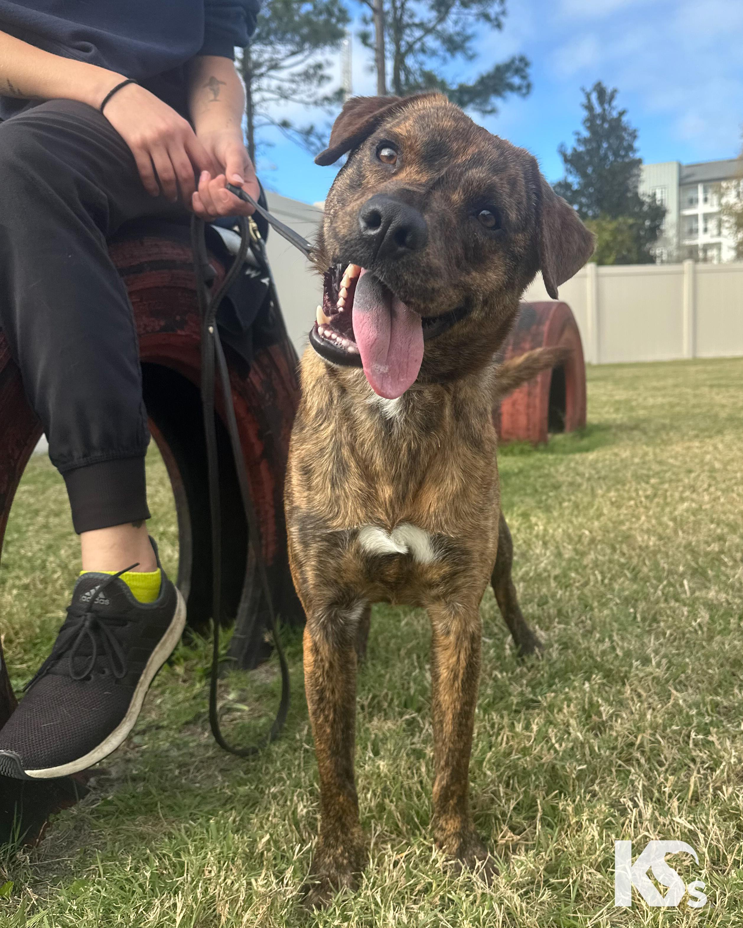 Enlarge Fig, a Adoptable mixed breed in Ponte Vedra, FL image 5/6