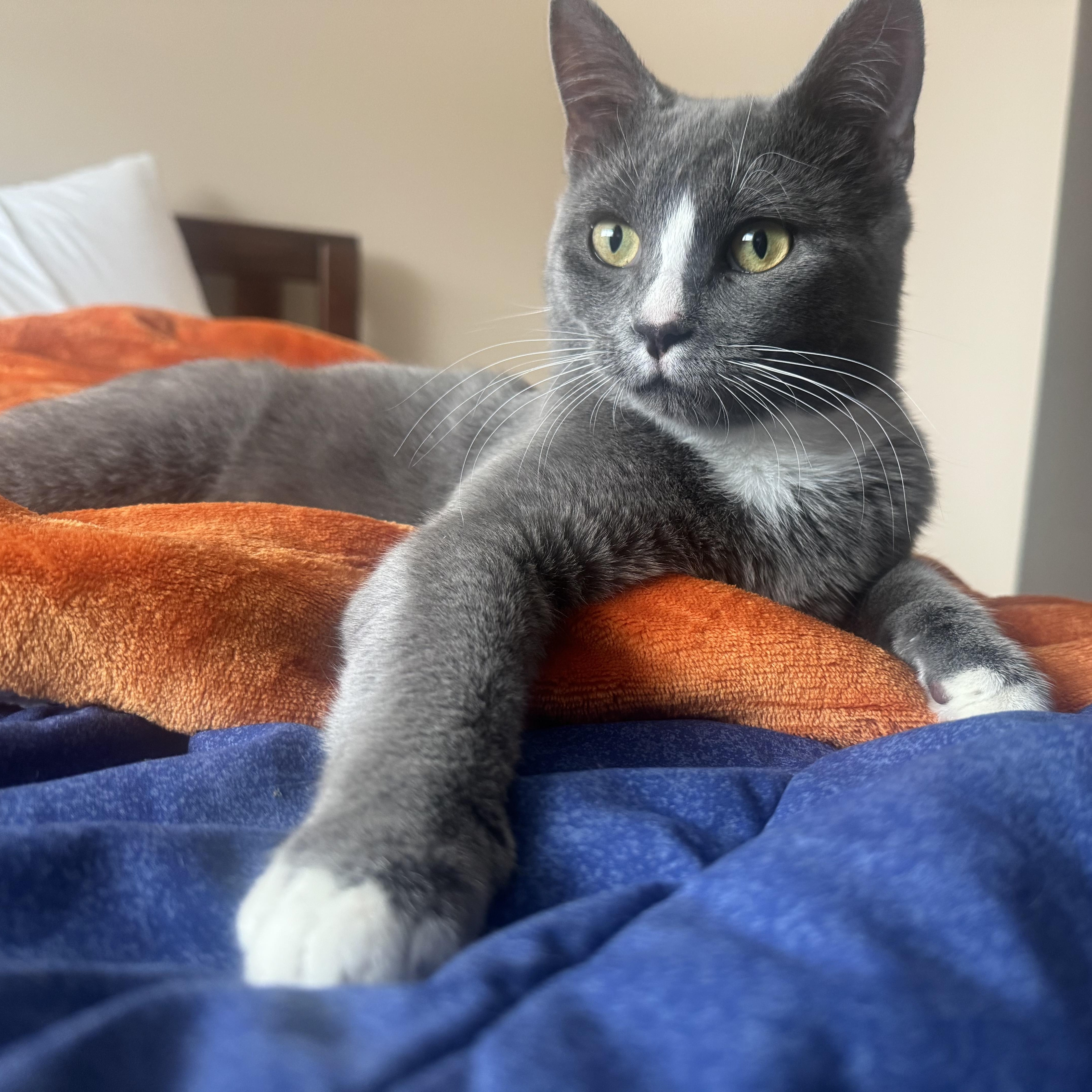 Enlarge Greyson & Rory, a Adoptable Domestic Short Hair in Lincoln, NE image 5/5