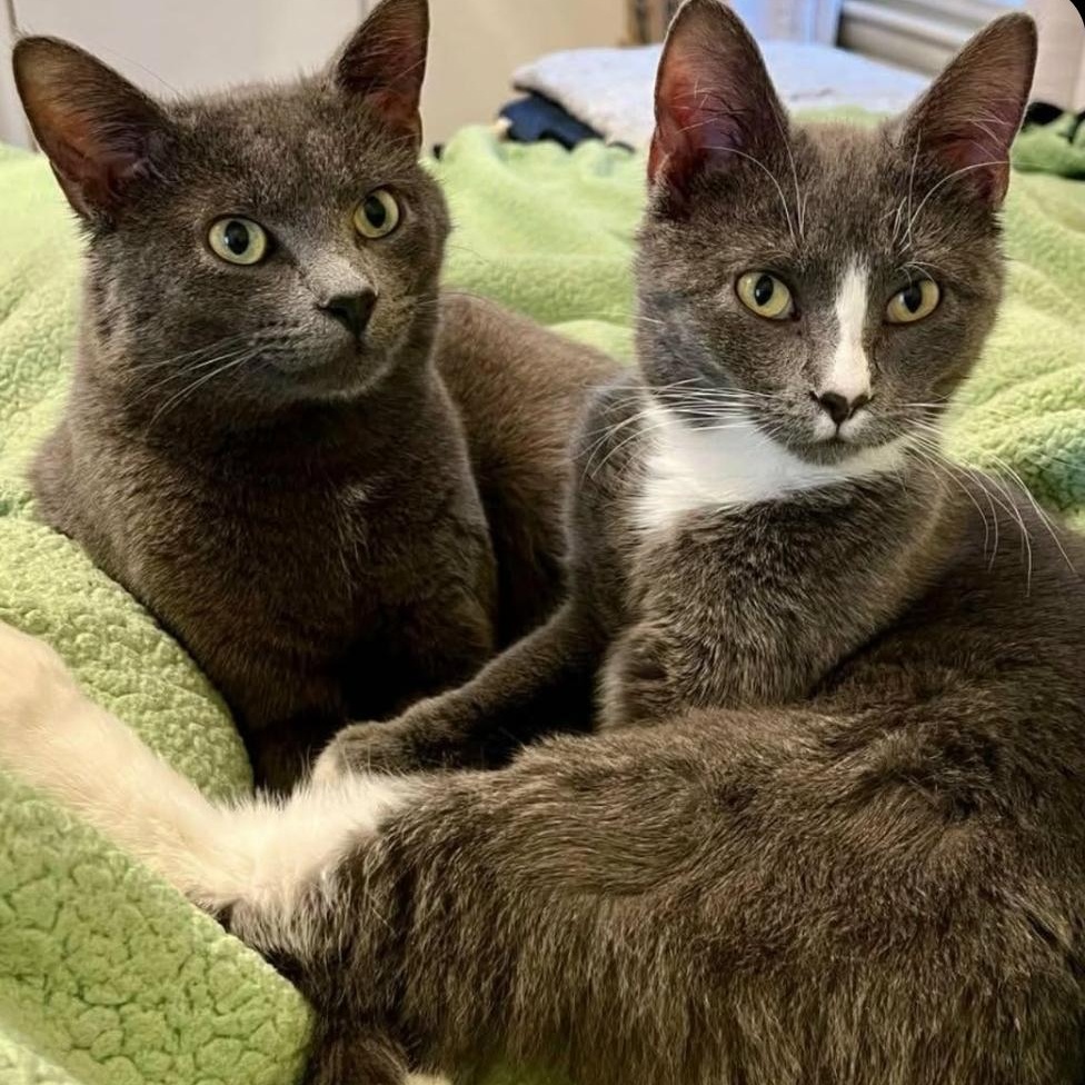 Enlarge Greyson & Rory, a Adoptable Domestic Short Hair in Lincoln, NE image 1/5