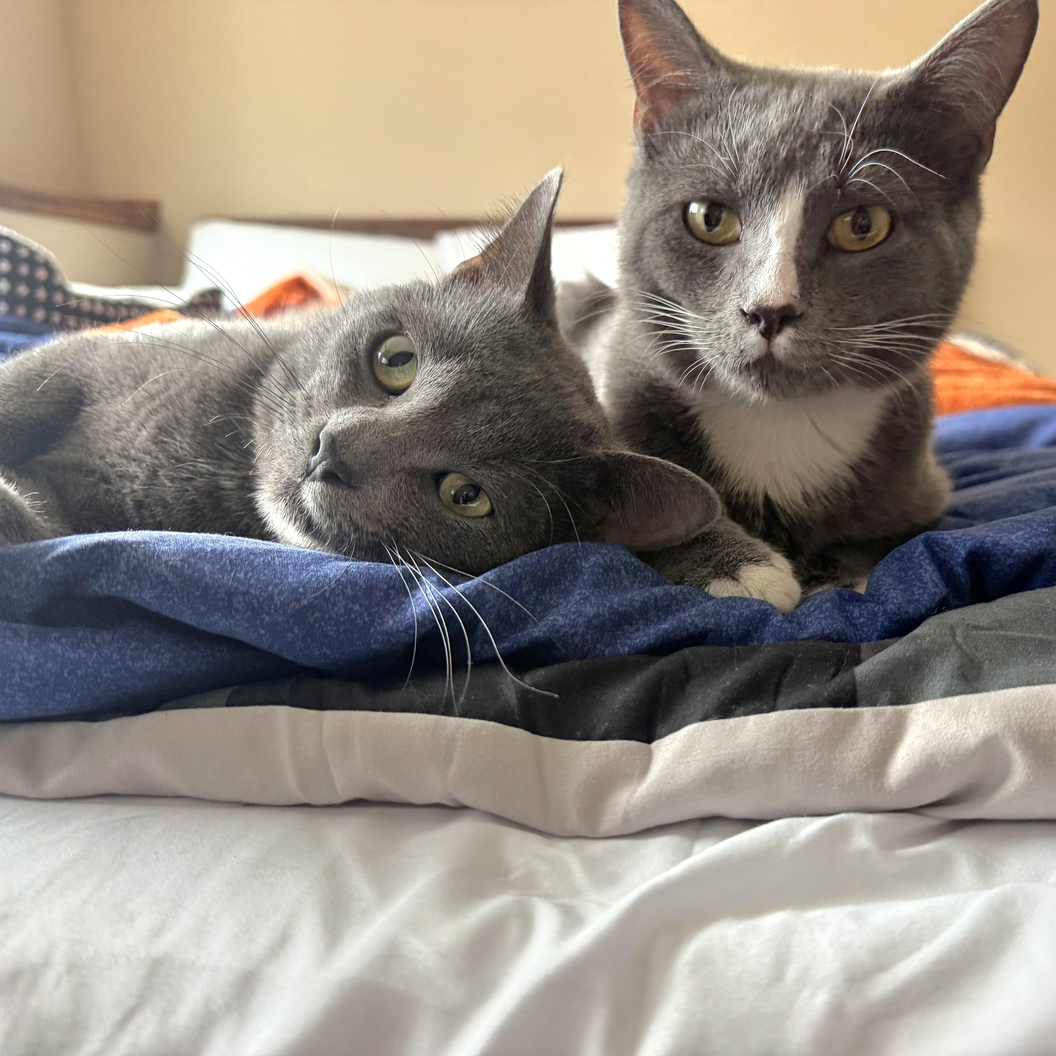 Enlarge Greyson & Rory, a Adoptable Domestic Short Hair in Lincoln, NE image 2/5