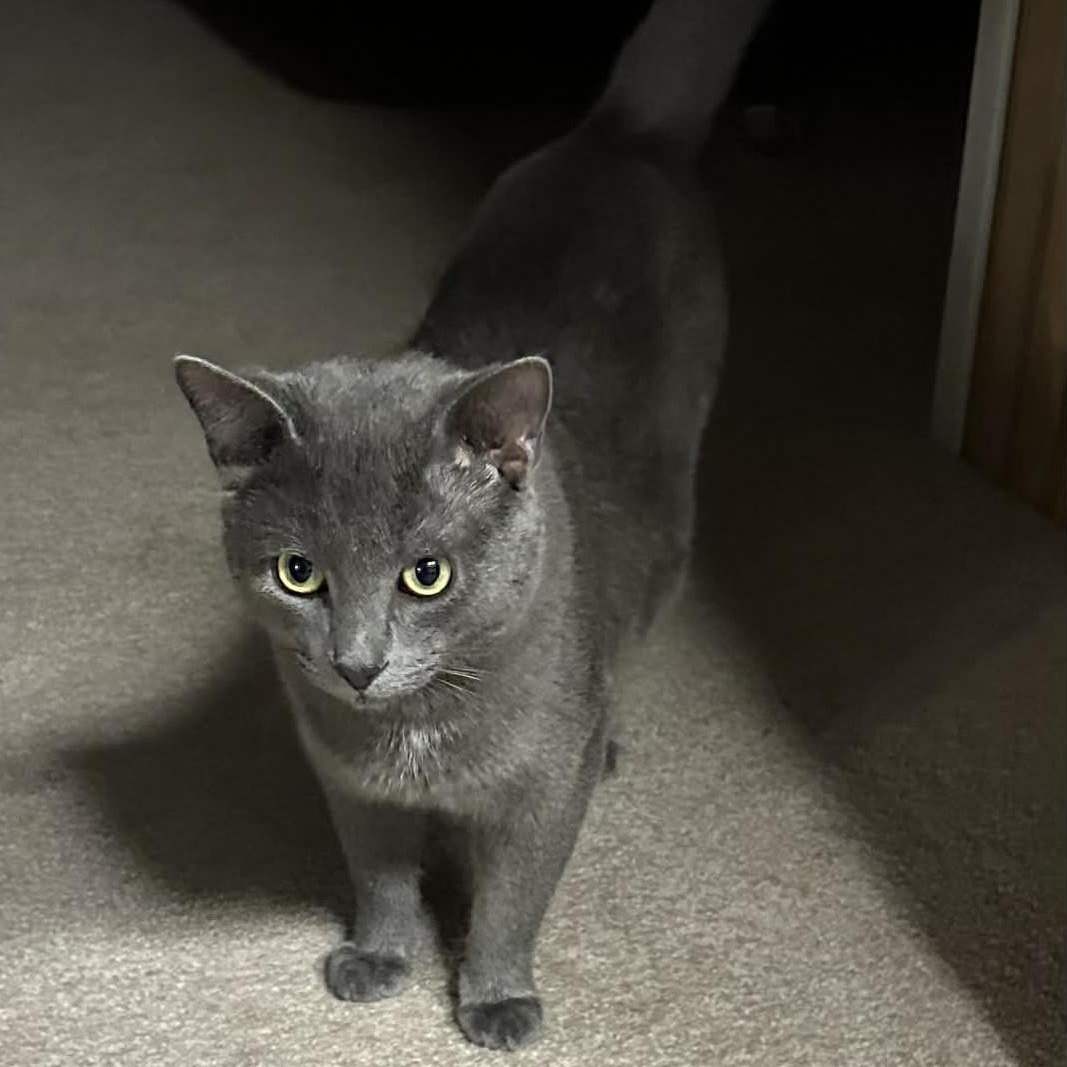 Enlarge Greyson & Rory, a Adoptable Domestic Short Hair in Lincoln, NE image 4/5