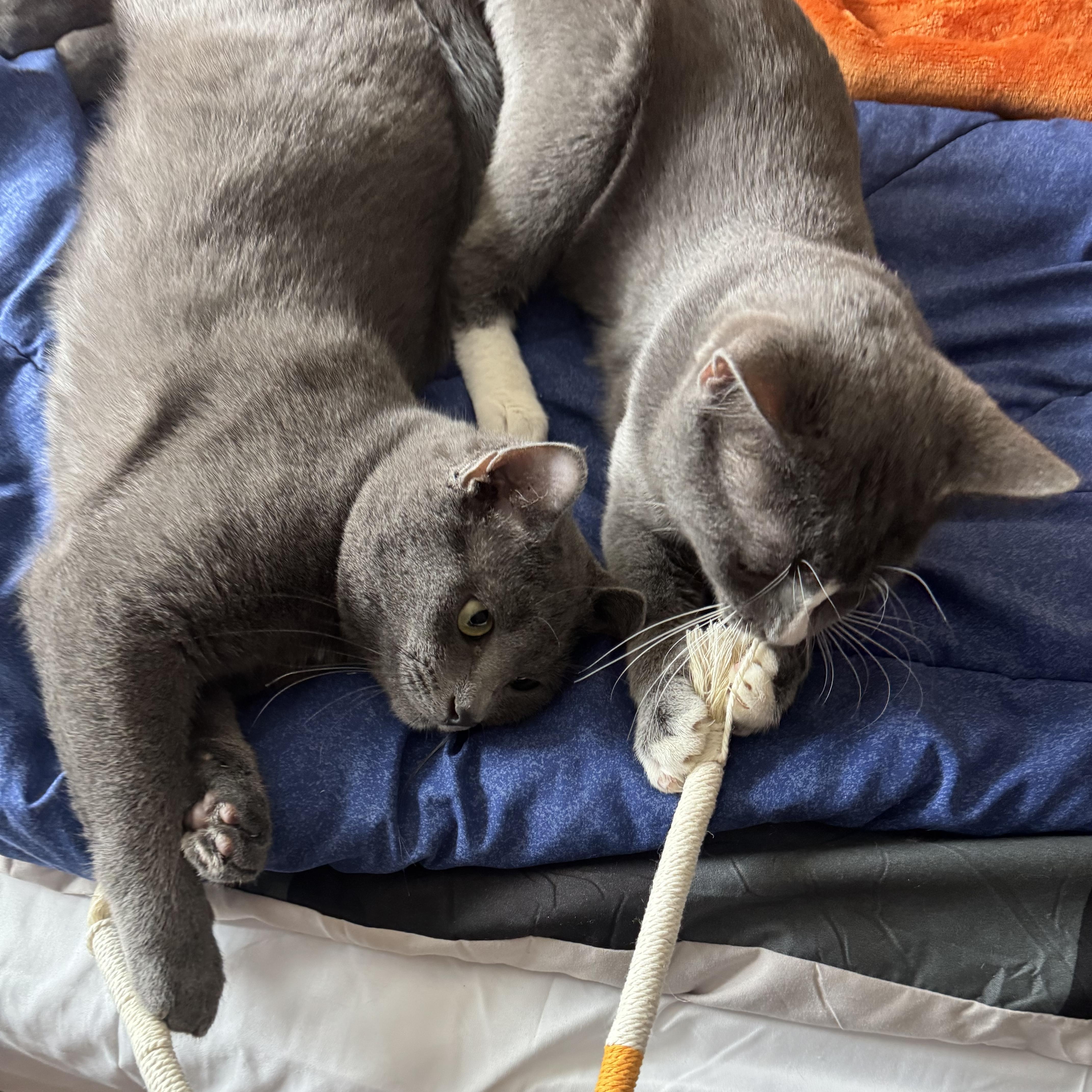 Enlarge Greyson & Rory, a Adoptable Domestic Short Hair in Lincoln, NE image 3/5