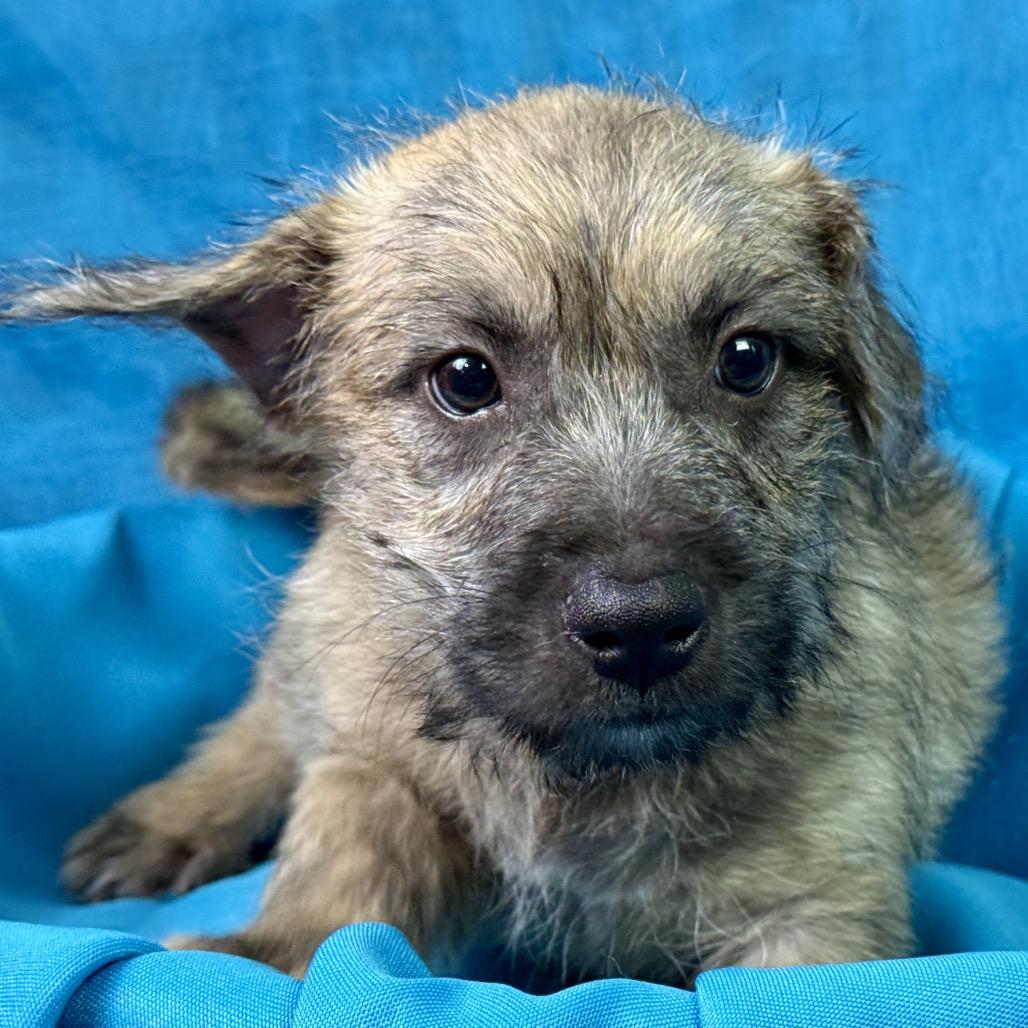 Enlarge Tiana and her little ears .. her mom weighs 19 lbs, a Adoptable mixed breed in Geneva, IL image 2/4