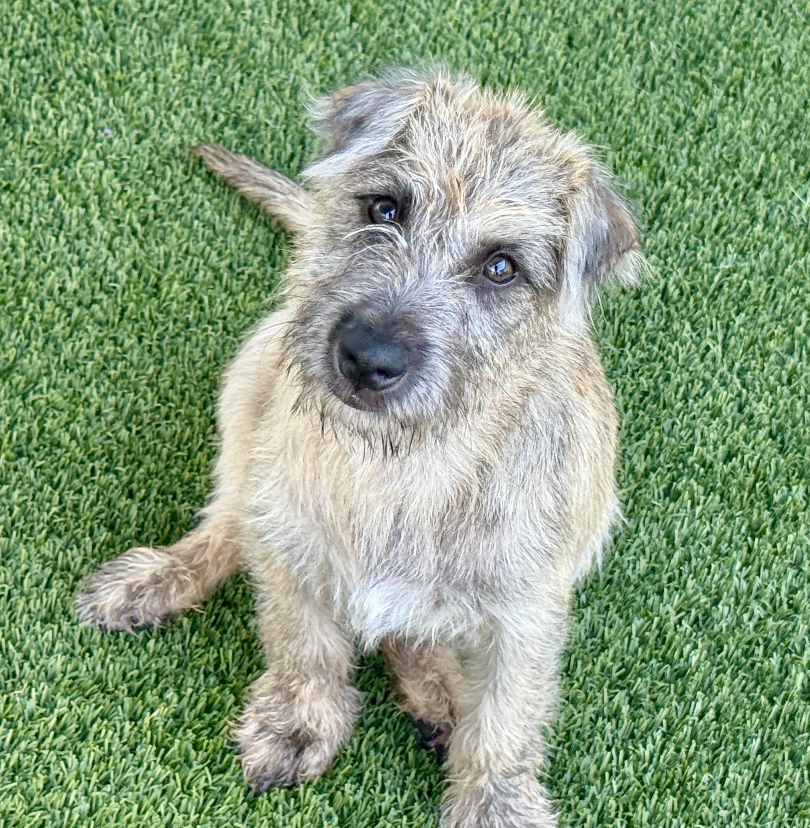 Tiana and her little ears .. her mom weighs 19 lbs, Adoptable, Puppy Female Schnauzer & Poodle.