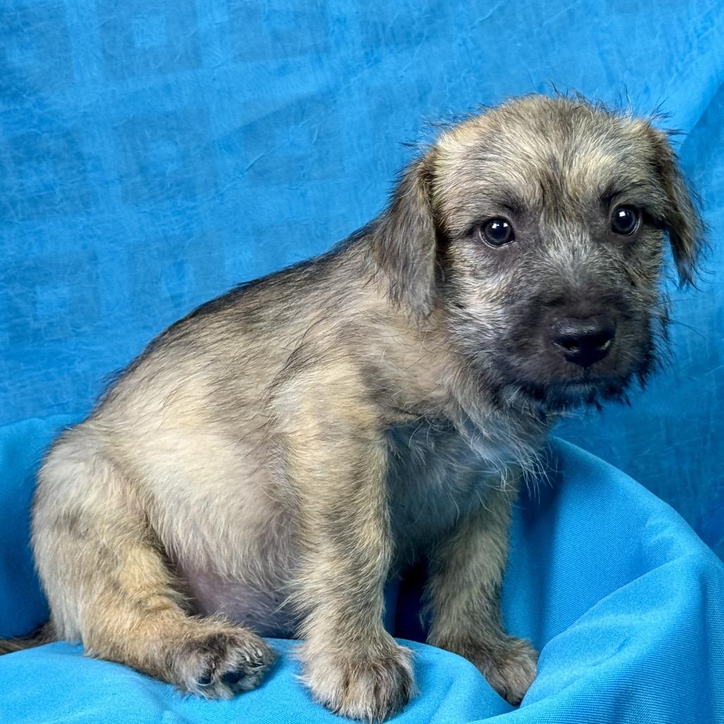 Enlarge Tiana and her little ears .. her mom weighs 19 lbs, a Adoptable mixed breed in Geneva, IL image 3/4