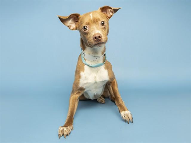 TONY, Adoptable, Adult Male Chihuahua.