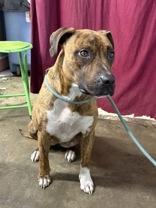 Heidi, ADOPTABLE, Young Female Mixed Breed.