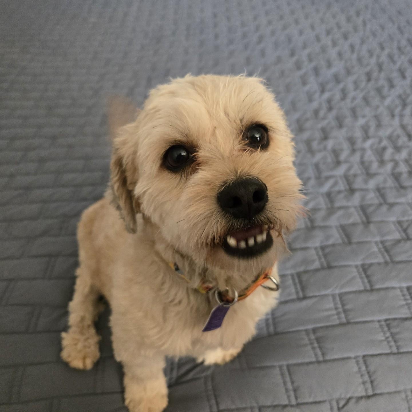 Benji, adopted, Adult Male Cocker Spaniel & Poodle (Toy).